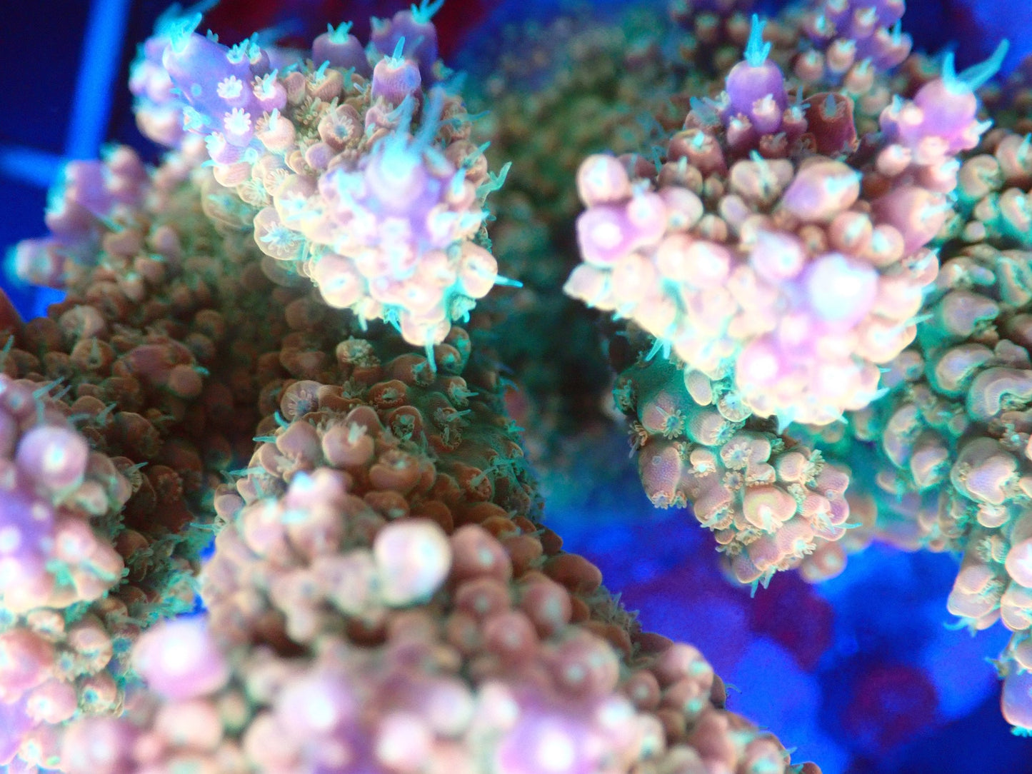 (WYSIWYG) Acro Colony T2A5 macro