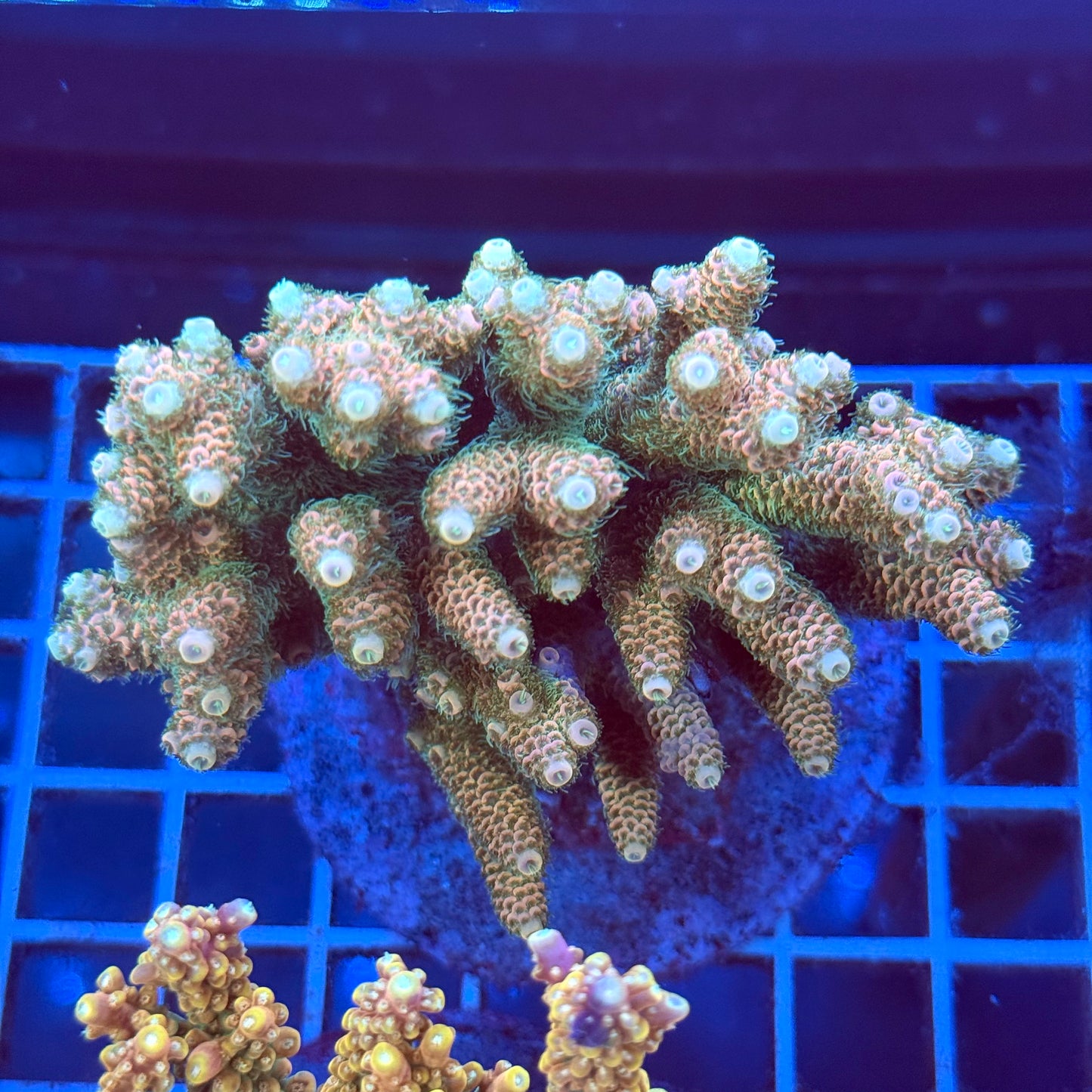 Acropora Colony T2A6