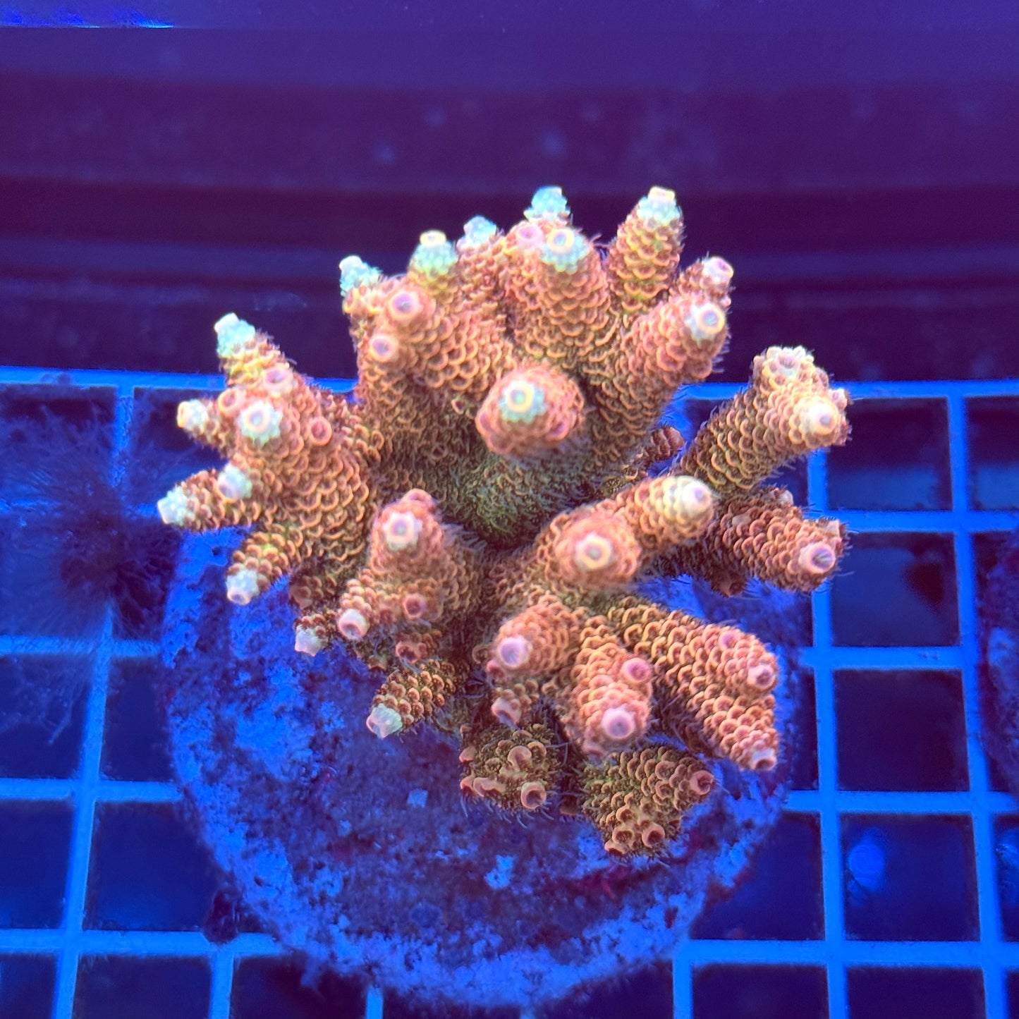 Acropora Colony T2A7