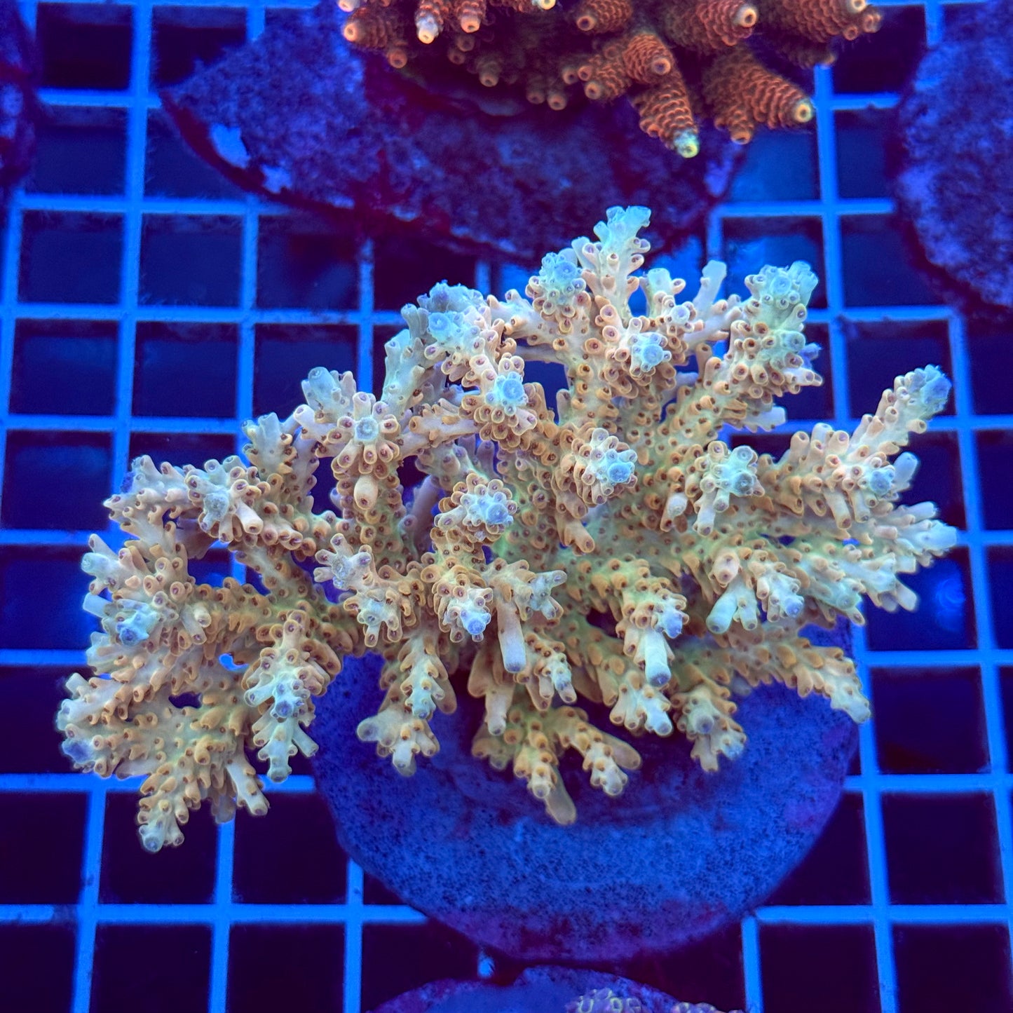 Acropora Colony T2B10