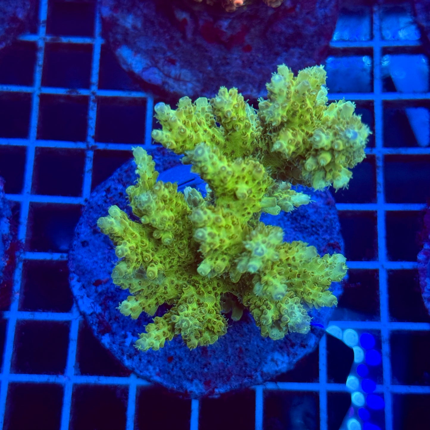Acropora Colony T2B2