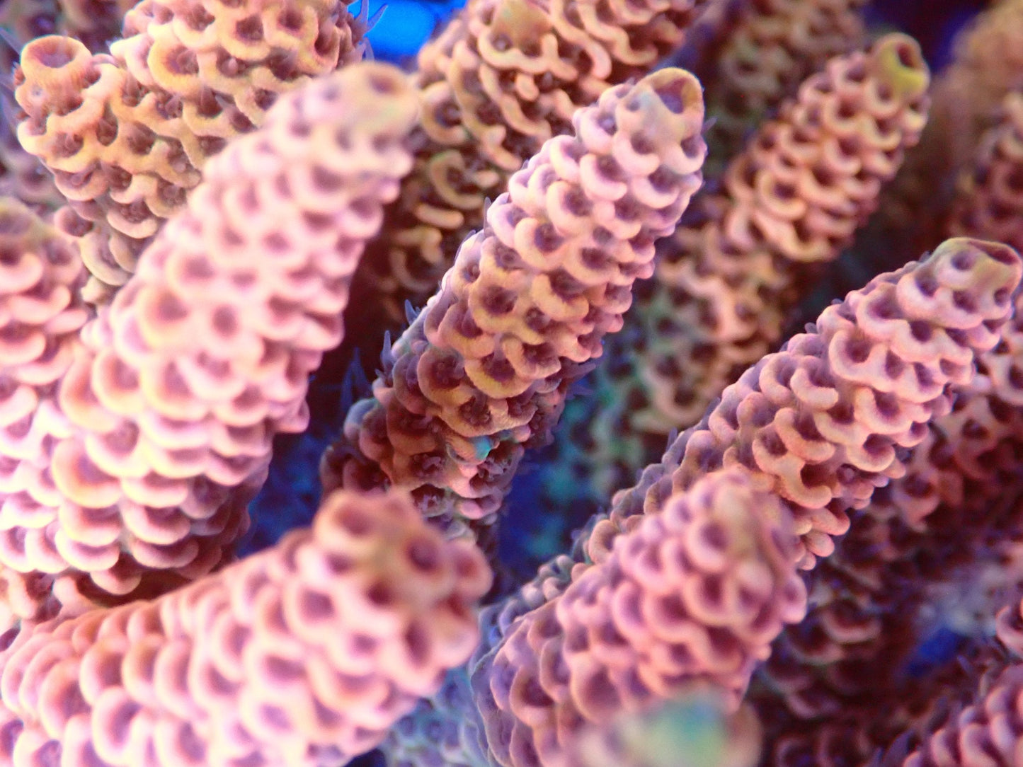 (WYSIWYG) Acro Colony T2B3 macro