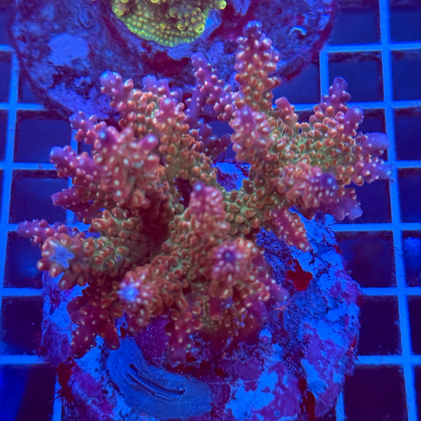 Acropora Colony T2B5