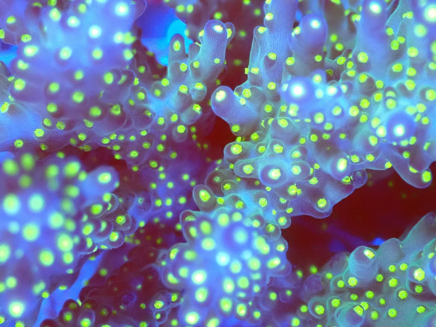 (WYSIWYG) Acro Colony T2C1 macro
