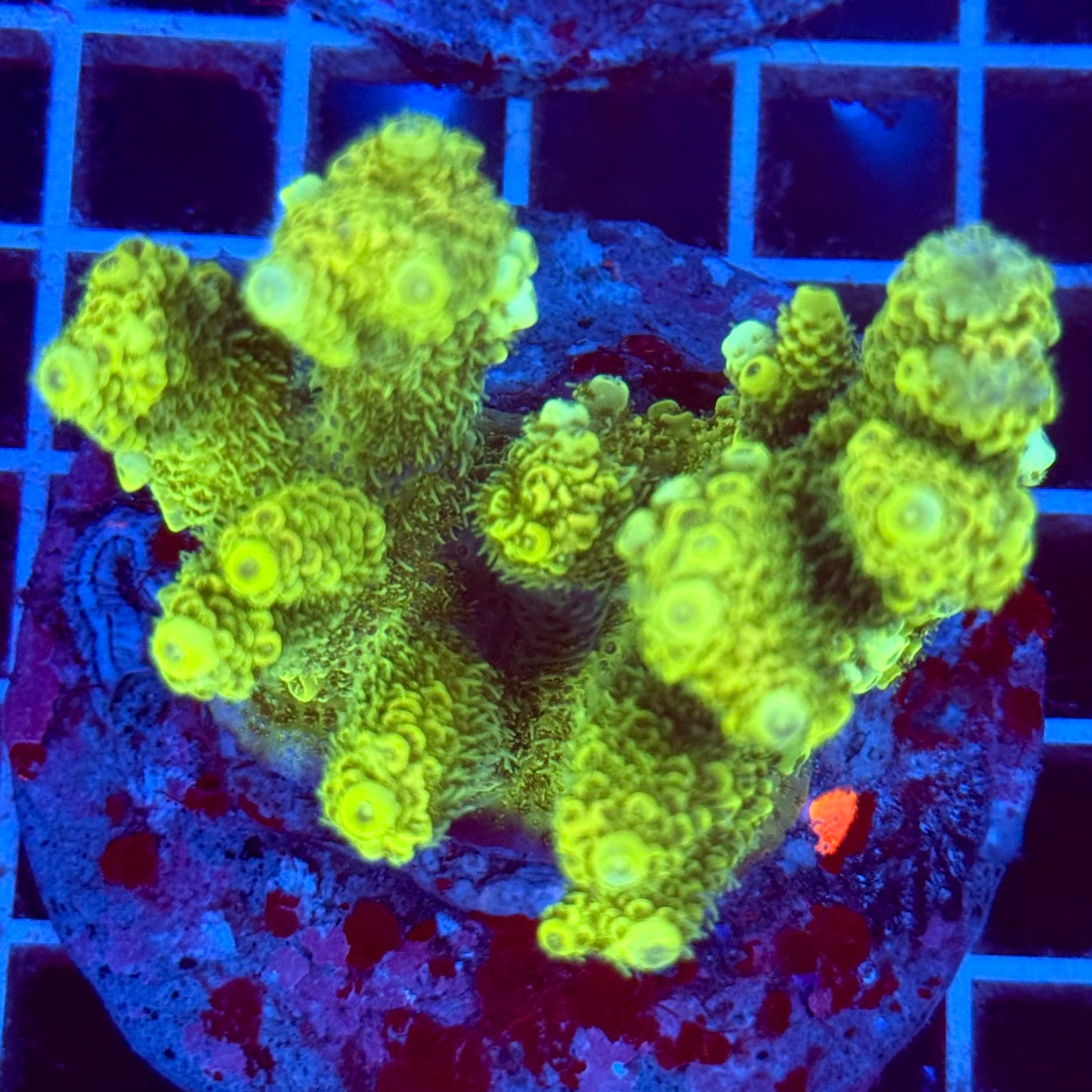 Acropora Colony T2C2