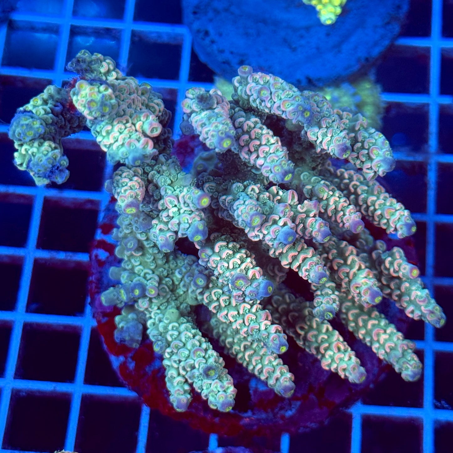 Acropora Colony T2C7