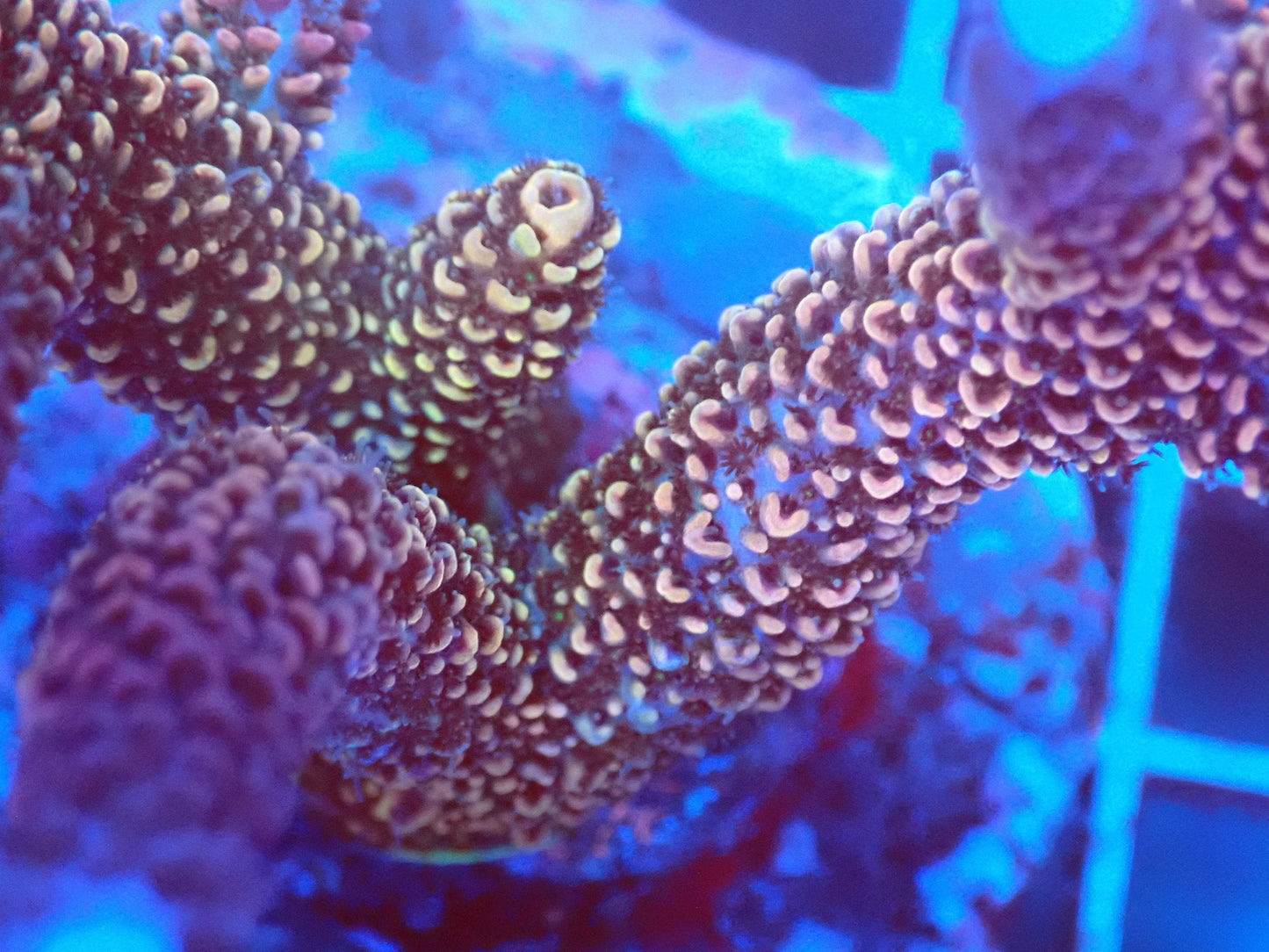 (WYSIWYG) Acro Colony T2C8 macro