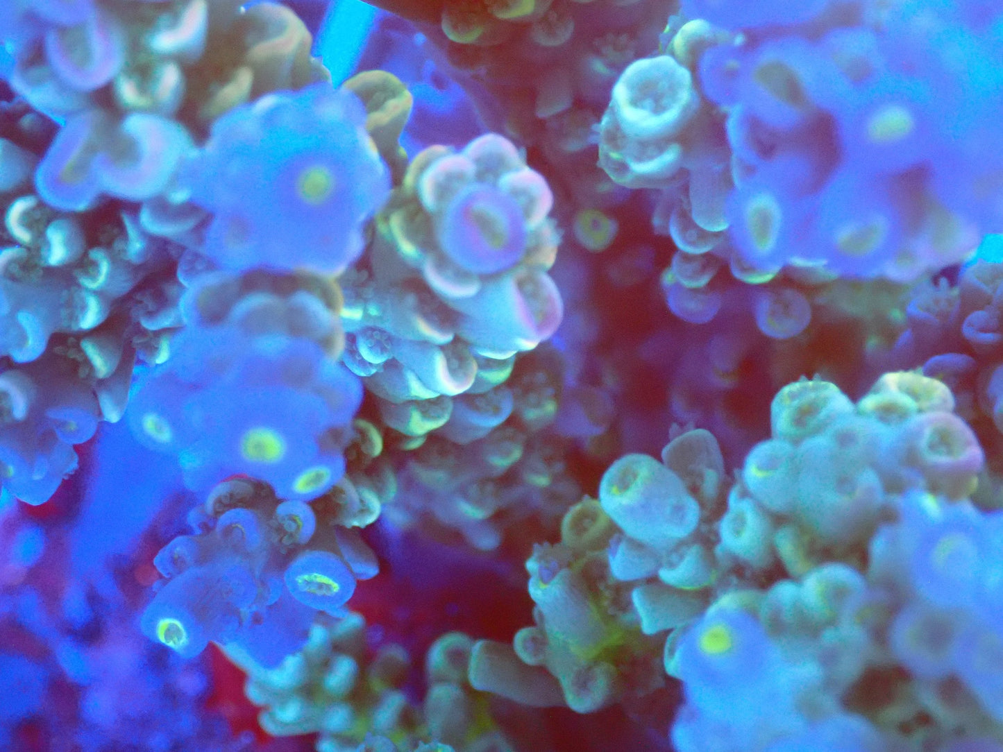 (WYSIWYG) Acro Colony T2D13 macro