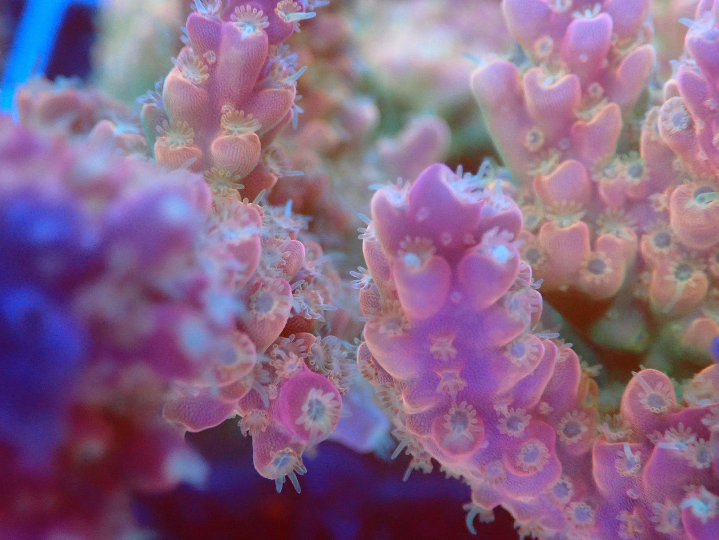 (WYSIWYG) Acro Colony T2D5 macro