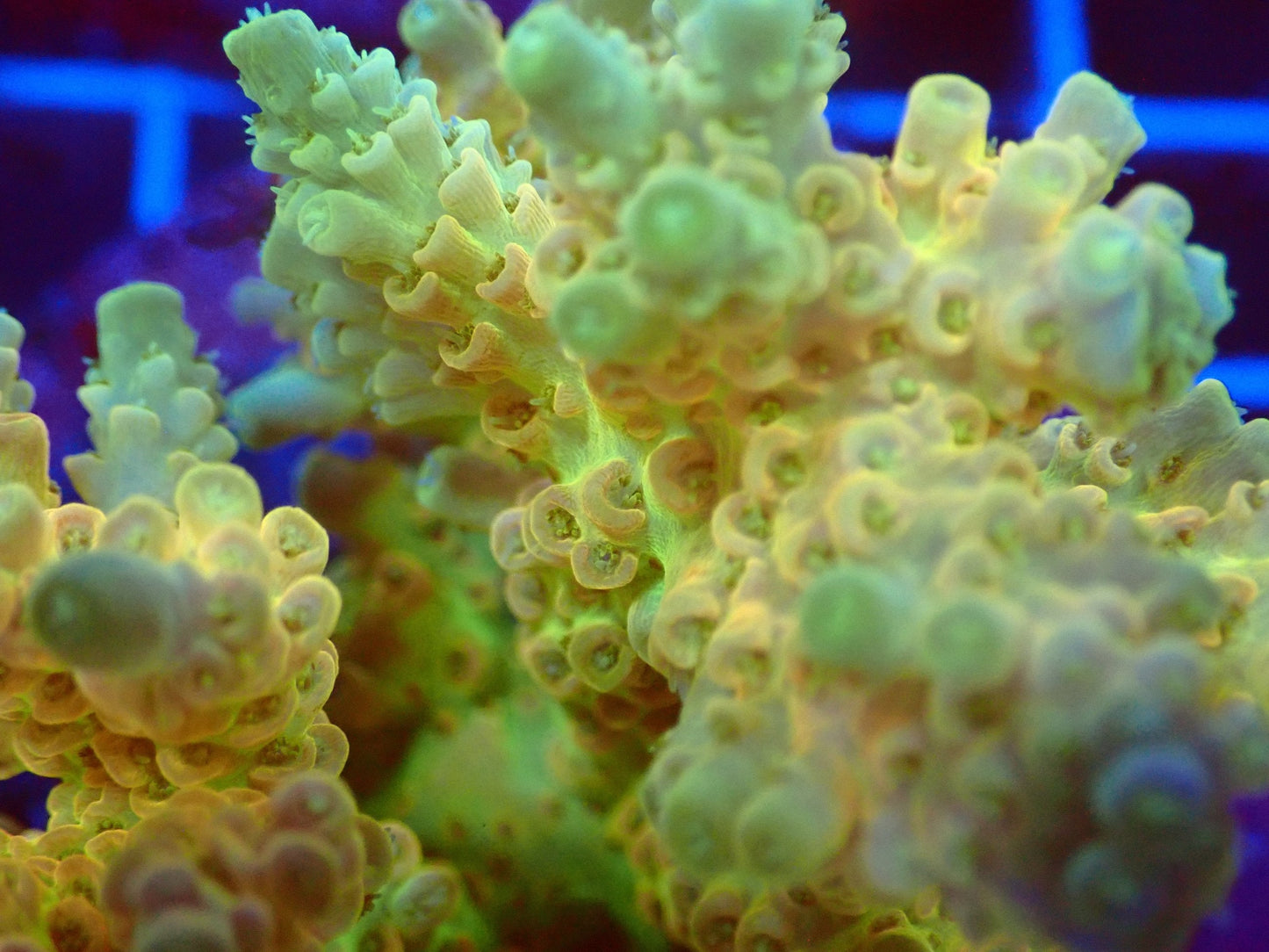 (WYSIWYG) Acro Colony T2D7 macro