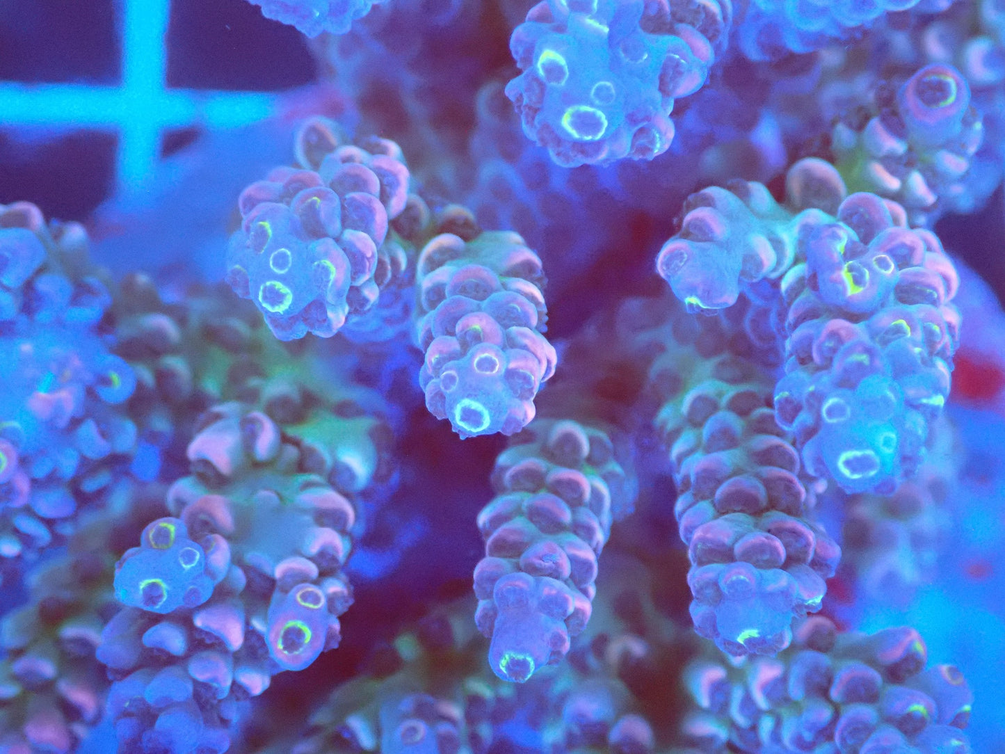 (WYSIWYG) Acro Colony T2E10 macro
