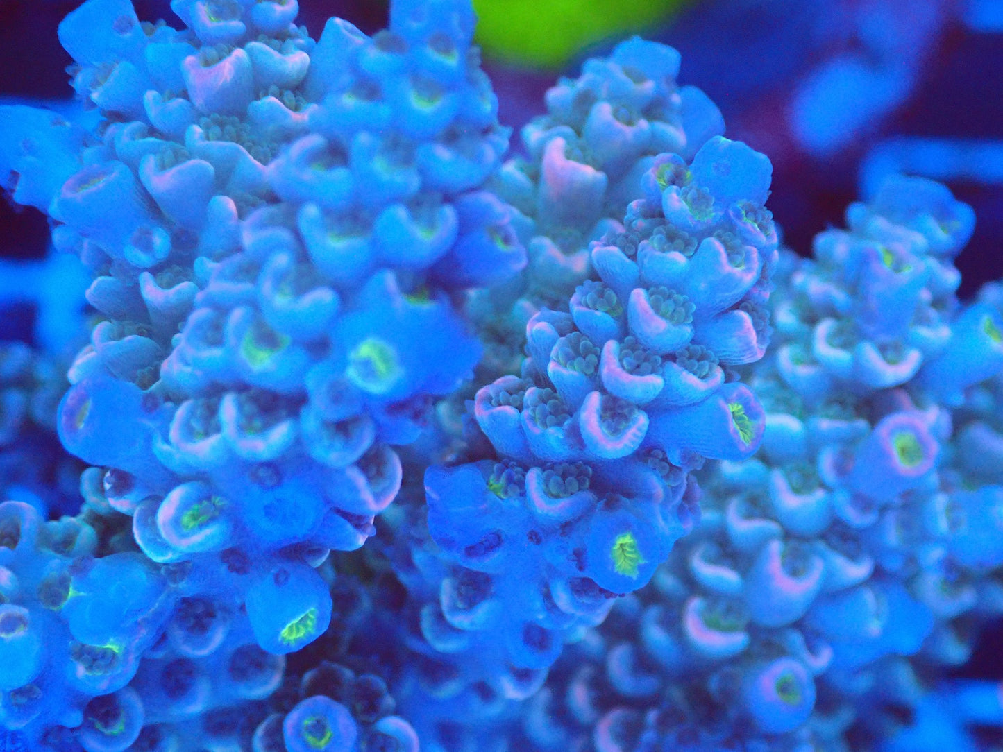 (WYSIWYG) Acro Colony T2E11 macro