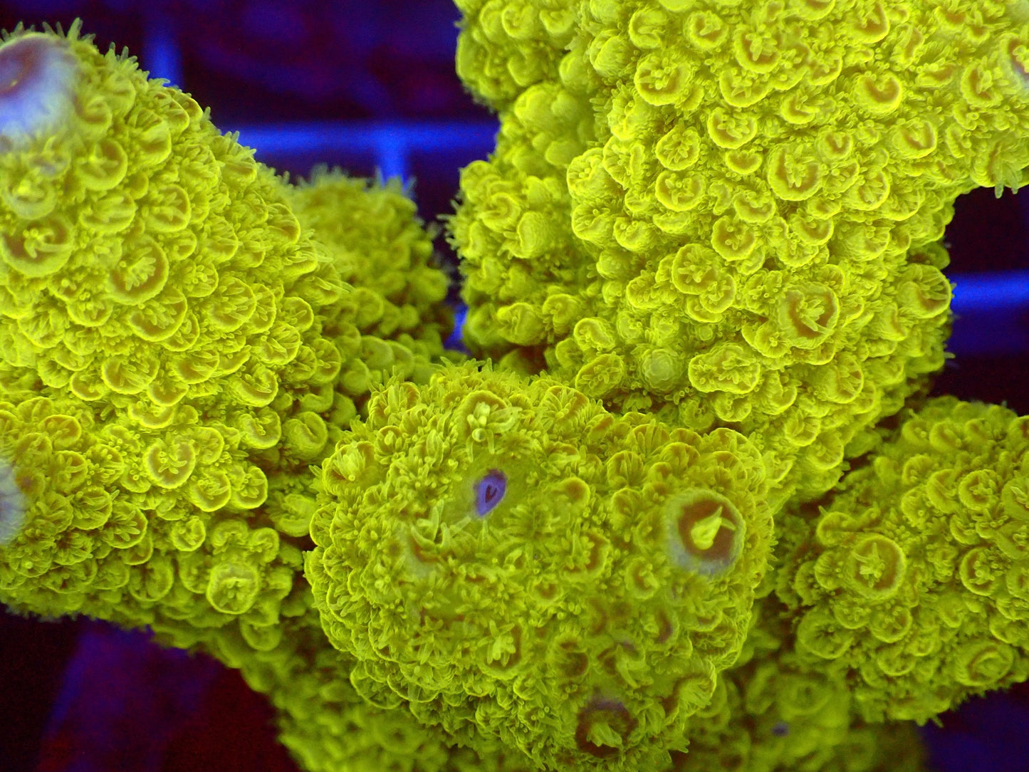 (WYSIWYG) Acro Colony T2E12 macro