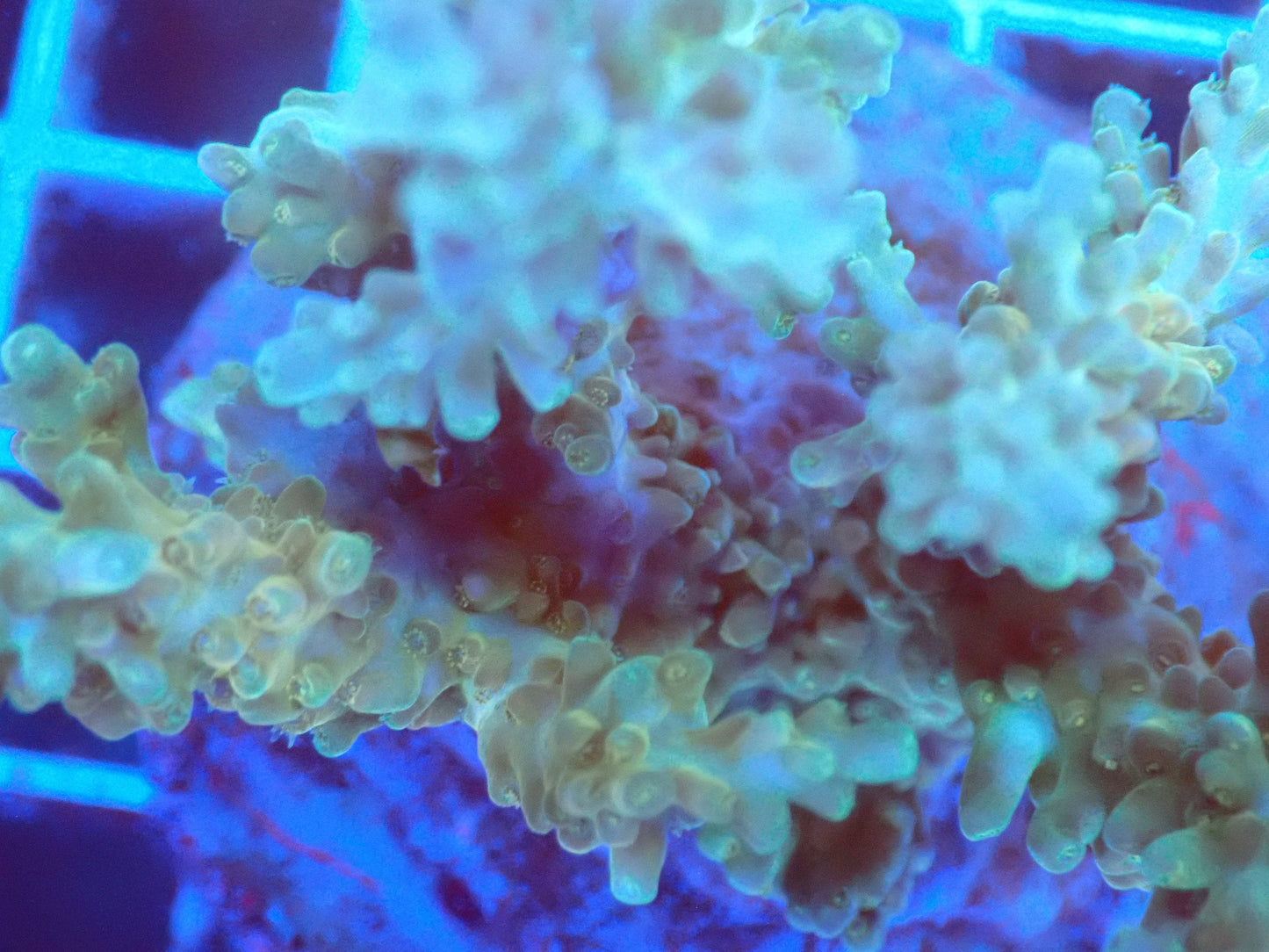 (WYSIWYG) Acro Colony T2E4 macro