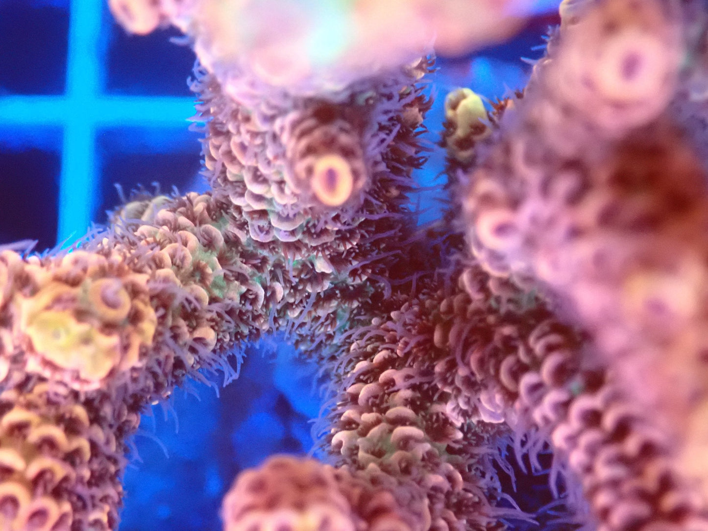 (WYSIWYG) Acro Colony T2E6 macro