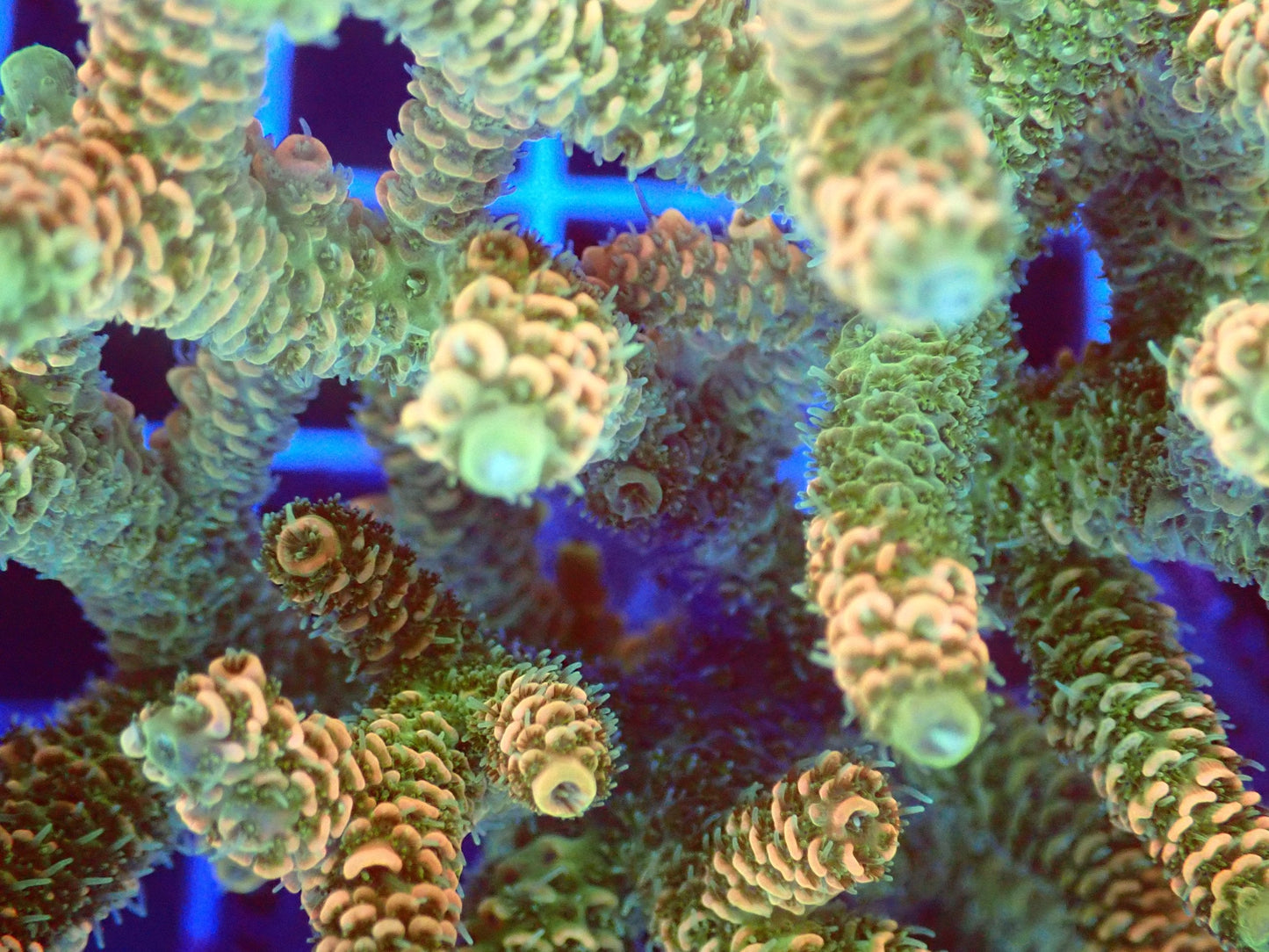 (WYSIWYG) Acro Colony T2E9 macro