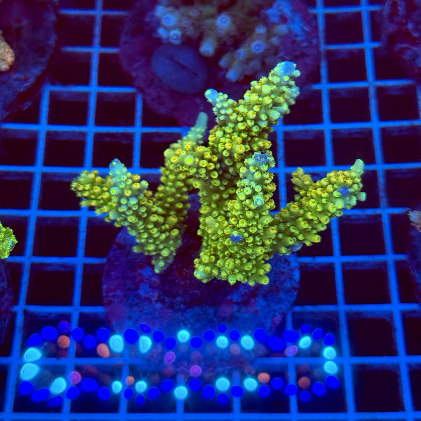 Acropora Colony T2F5