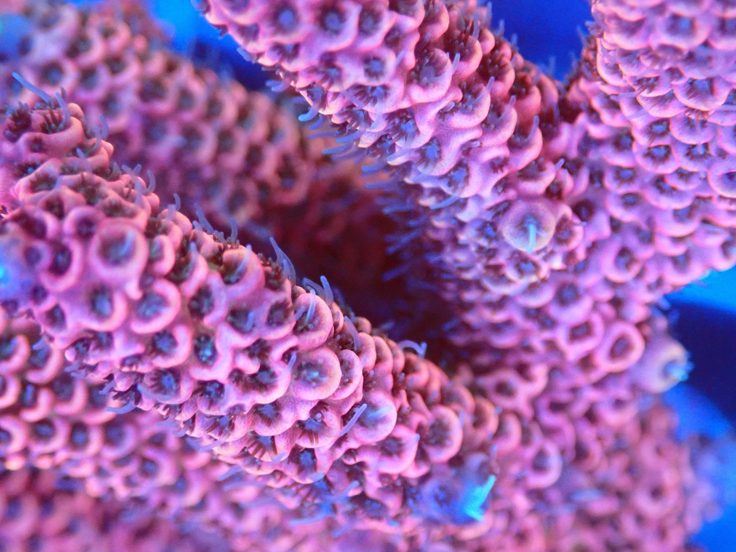 (WYSIWYG) Acro Colony T2F6 macro