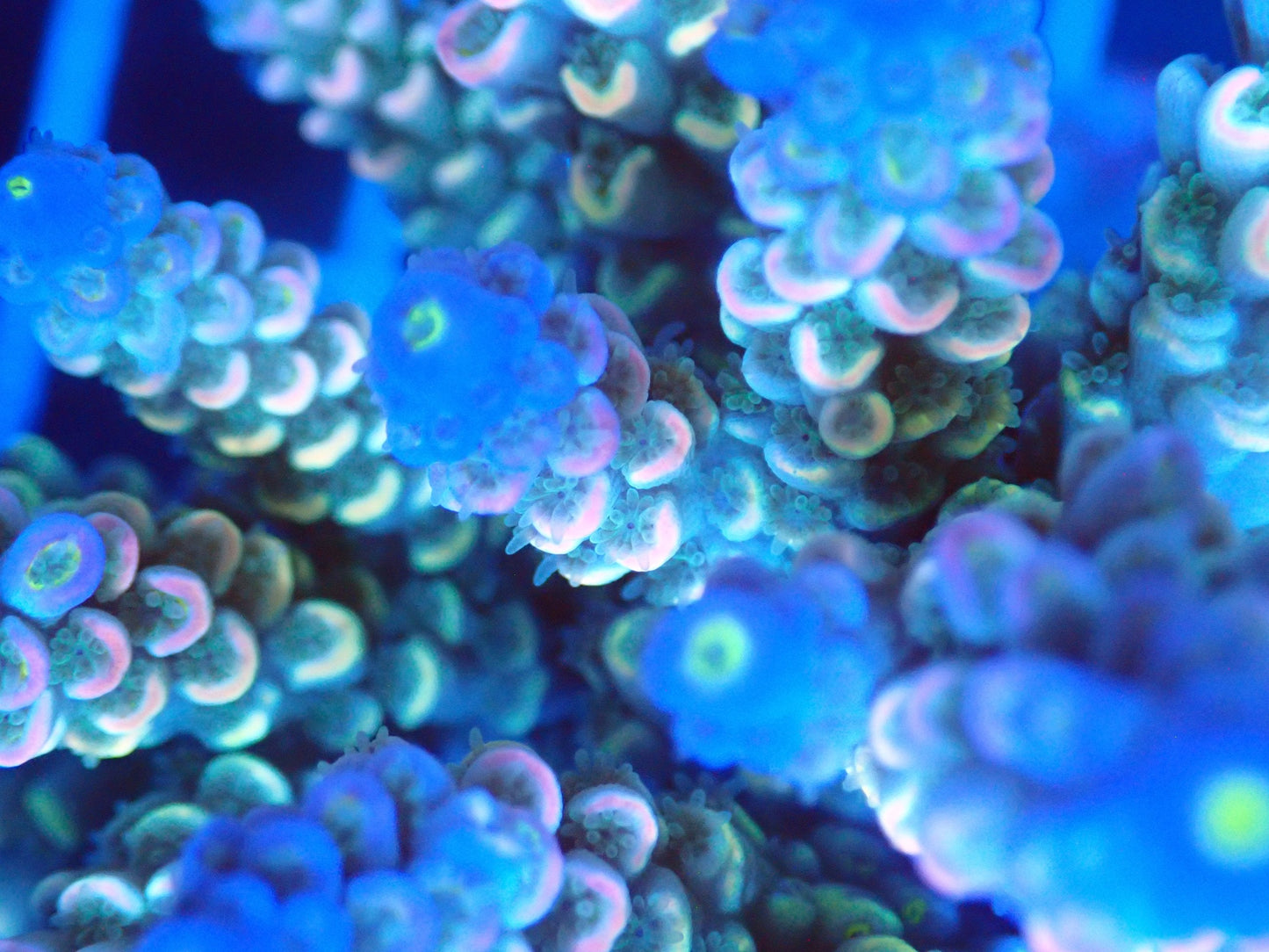 (WYSIWYG) Acro Colony T2G11 macro