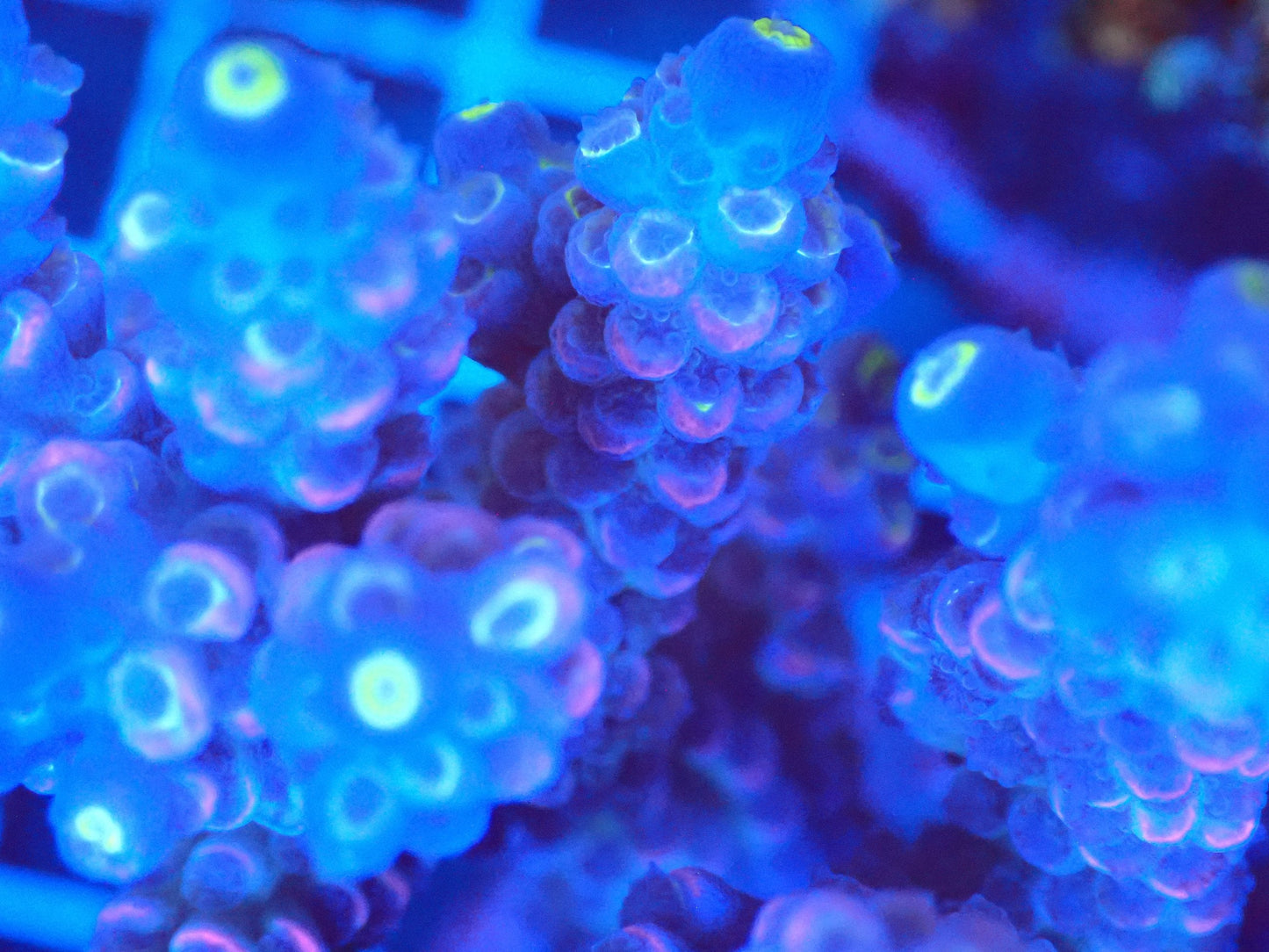 (WYSIWYG) Acro Colony T2G12 macro