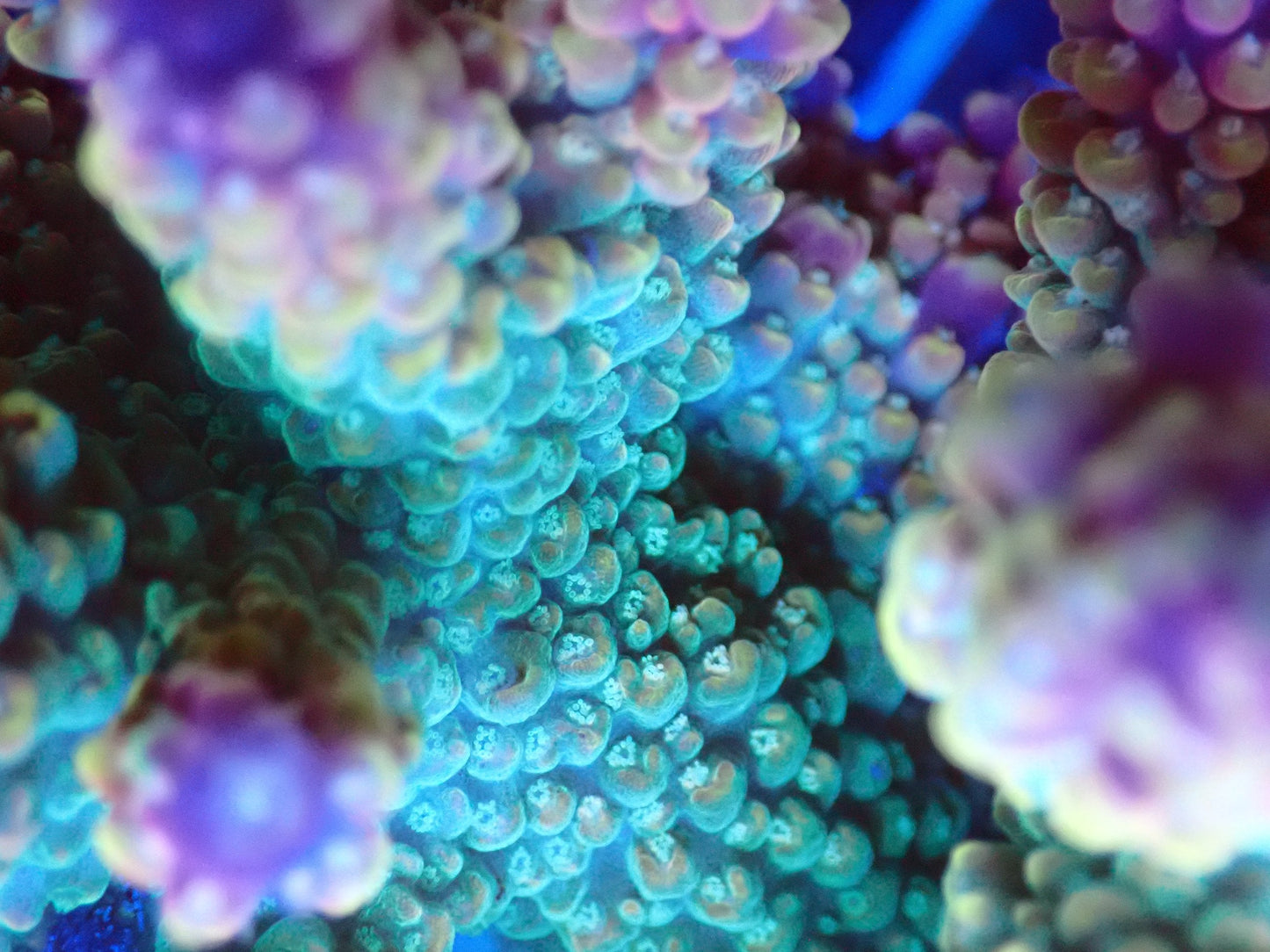 (WYSIWYG) Acro Colony T2G1 macro