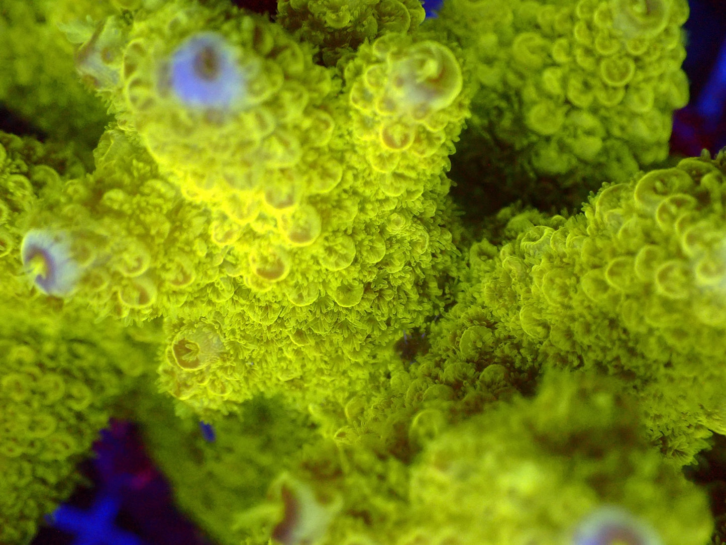(WYSIWYG) Acro Colony T2G4 macro