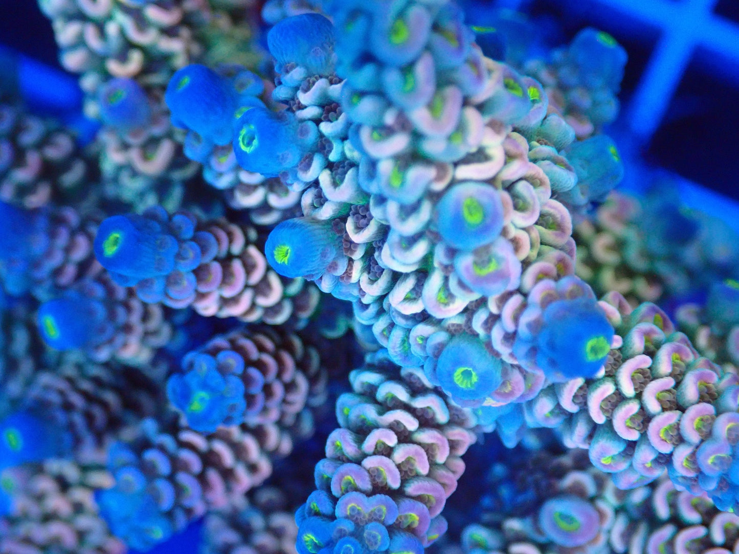 (WYSIWYG) Acro Colony T3A4 macro