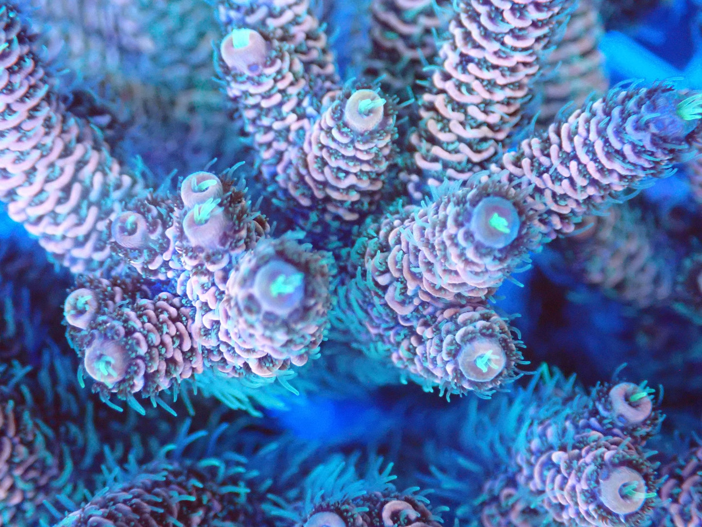 (WYSIWYG) Acro Colony T3A5 macro