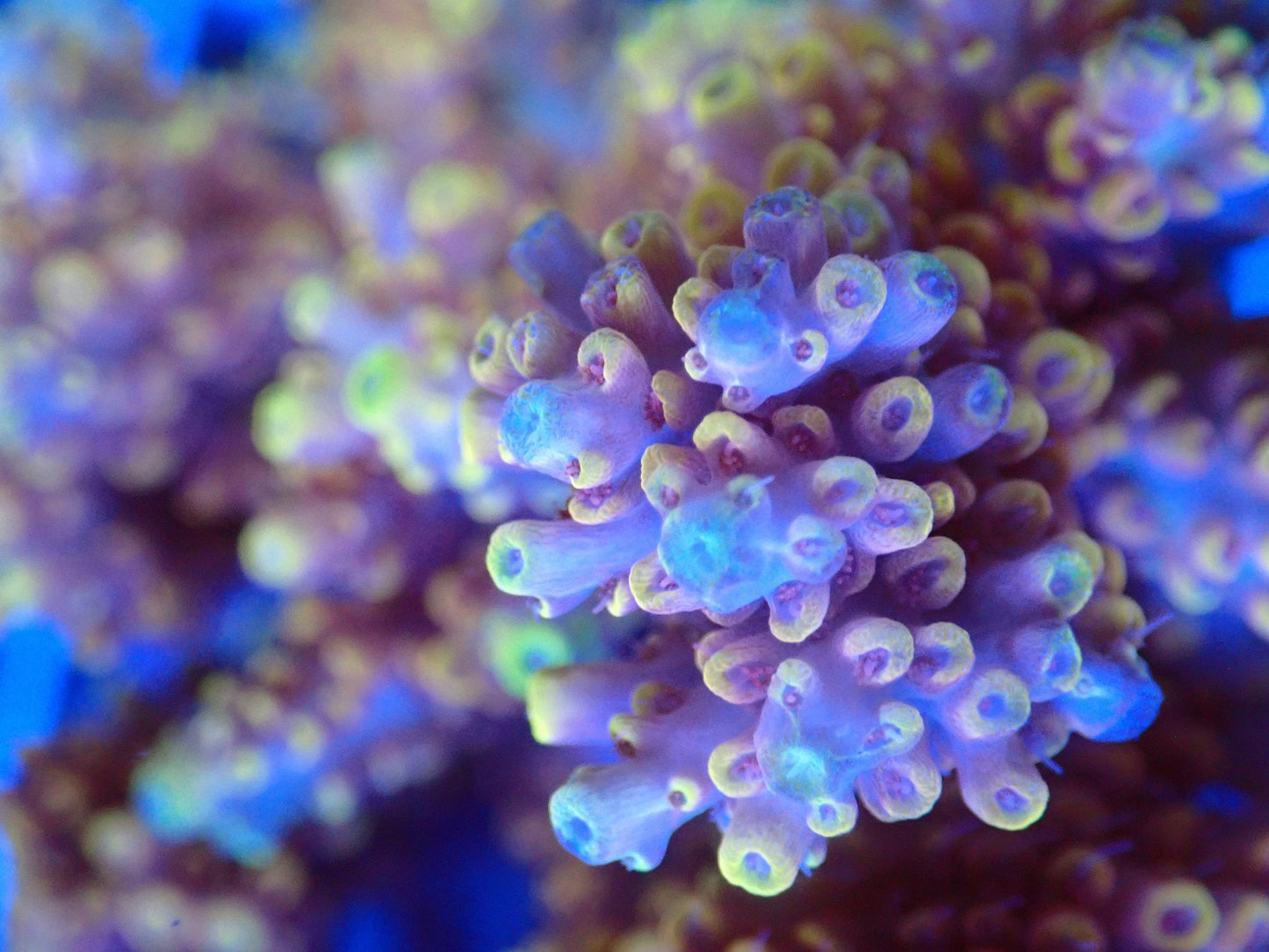 (WYSIWYG) Acro Colony T3B2 macro