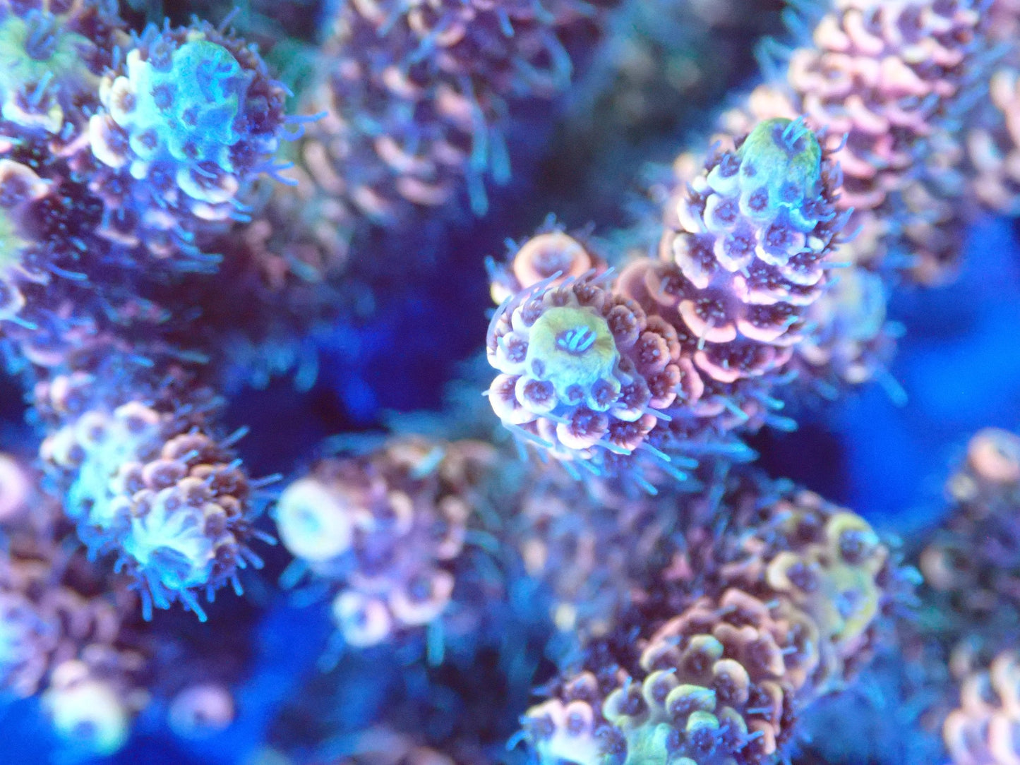 (WYSIWYG) Acro Colony T3B3 macro