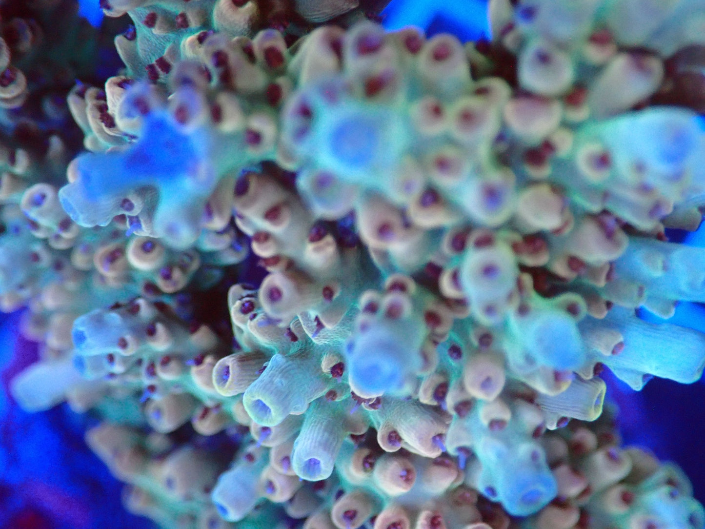 (WYSIWYG) Acro Colony T3B5 macro