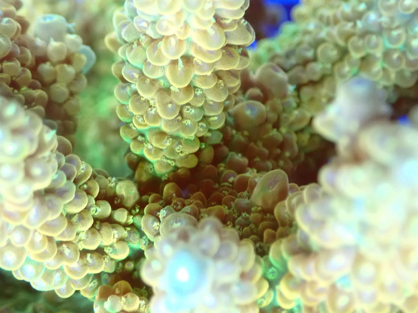 (WYSIWYG) Acro Colony T3C1 macro