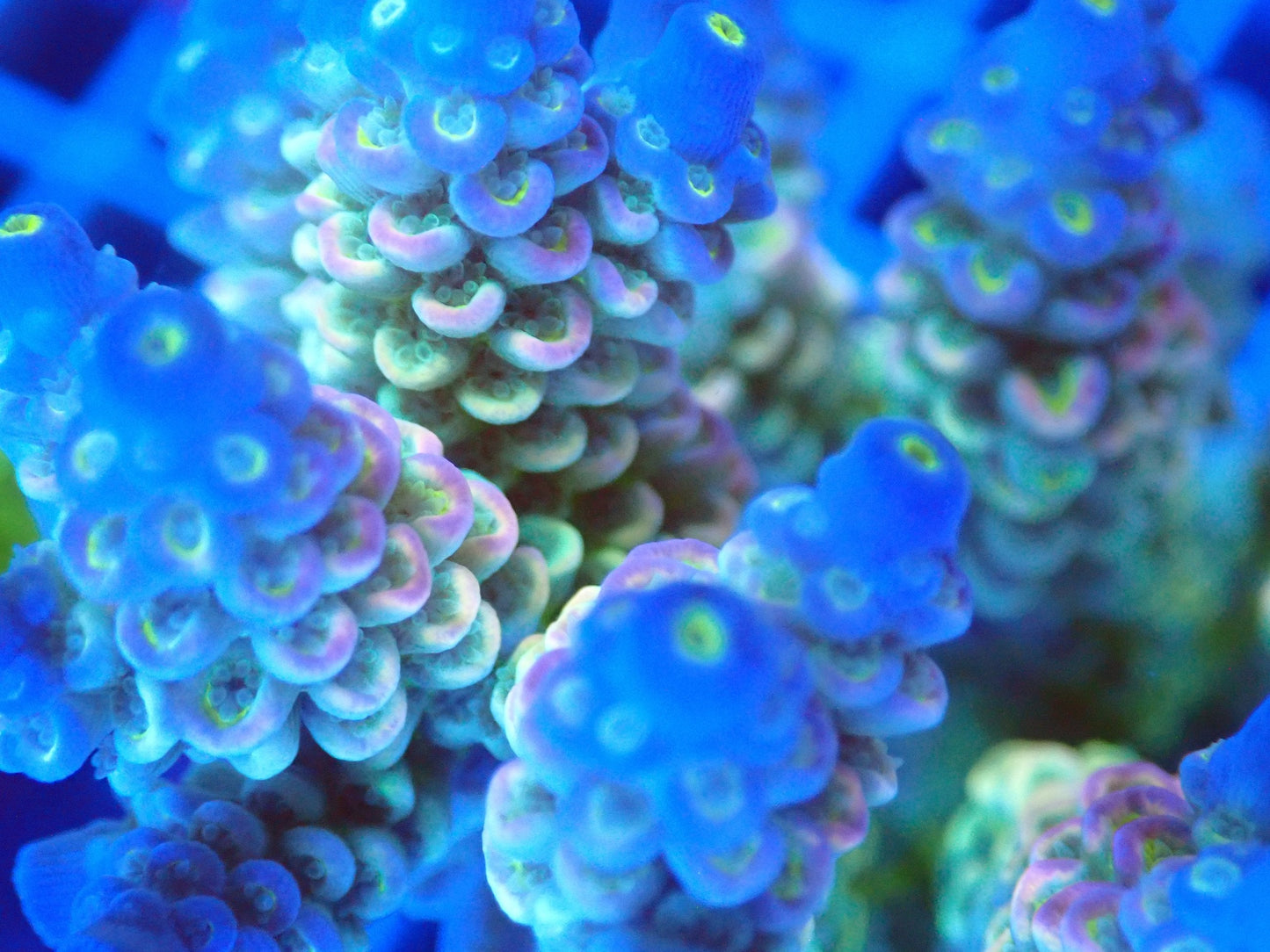 (WYSIWYG) Acro Colony T3C3 macro