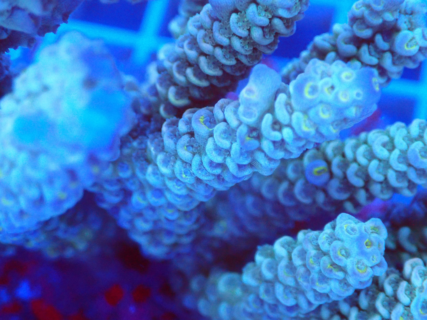 (WYSIWYG) Acro Colony T3D5 macro