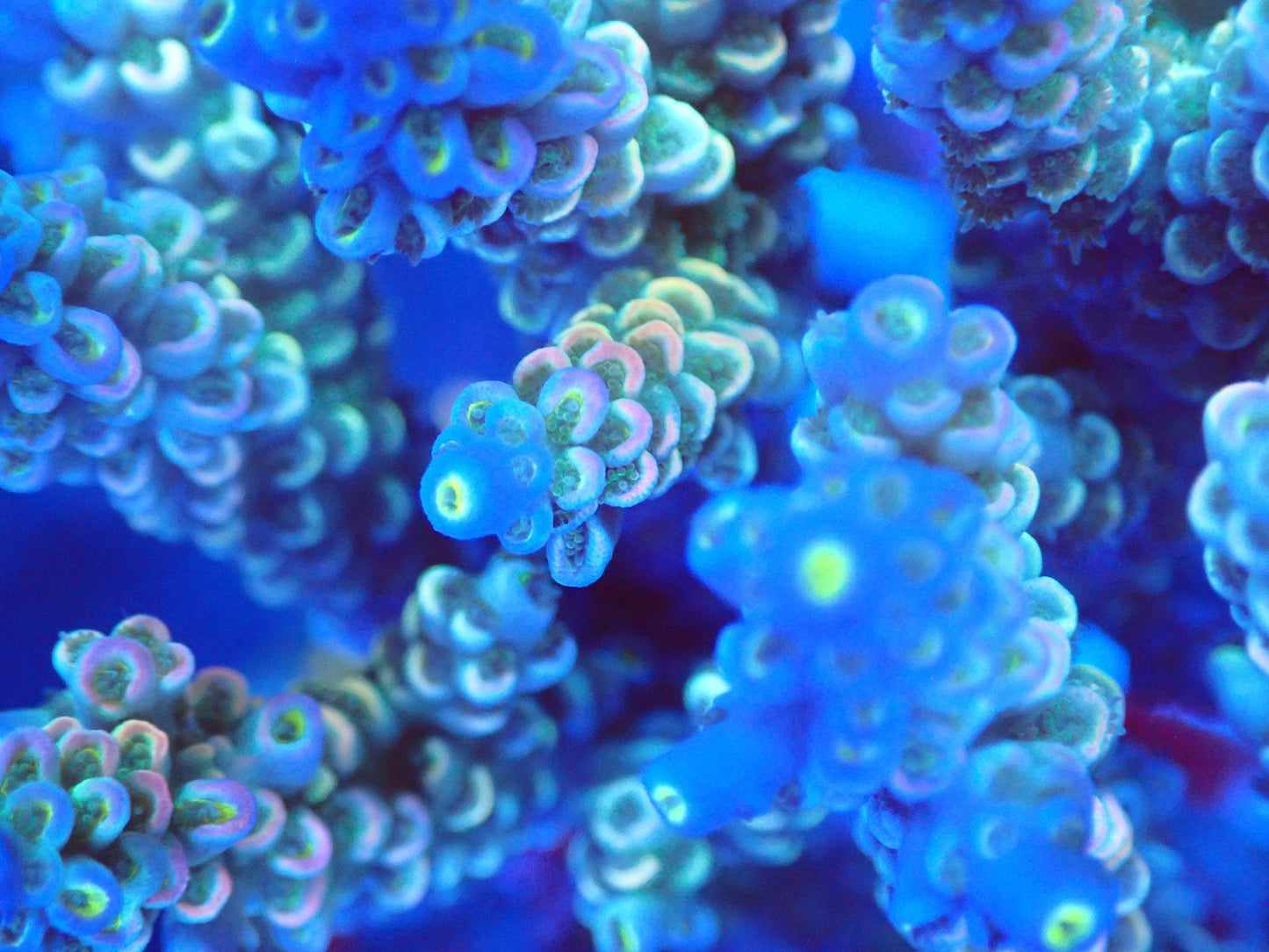 (WYSIWYG) Acro Colony T3D6 macro
