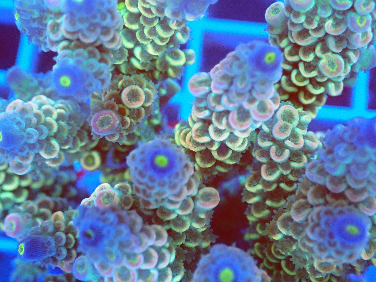 (WYSIWYG) Acro Colony T3E6 macro