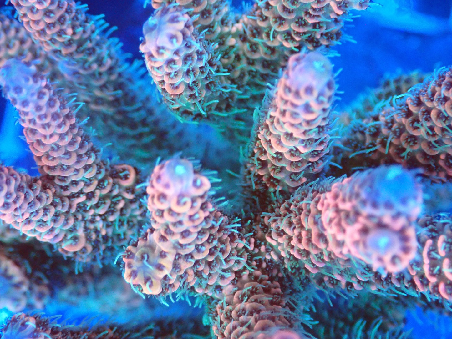 (WYSIWYG) Acro Colony T3F4 macro