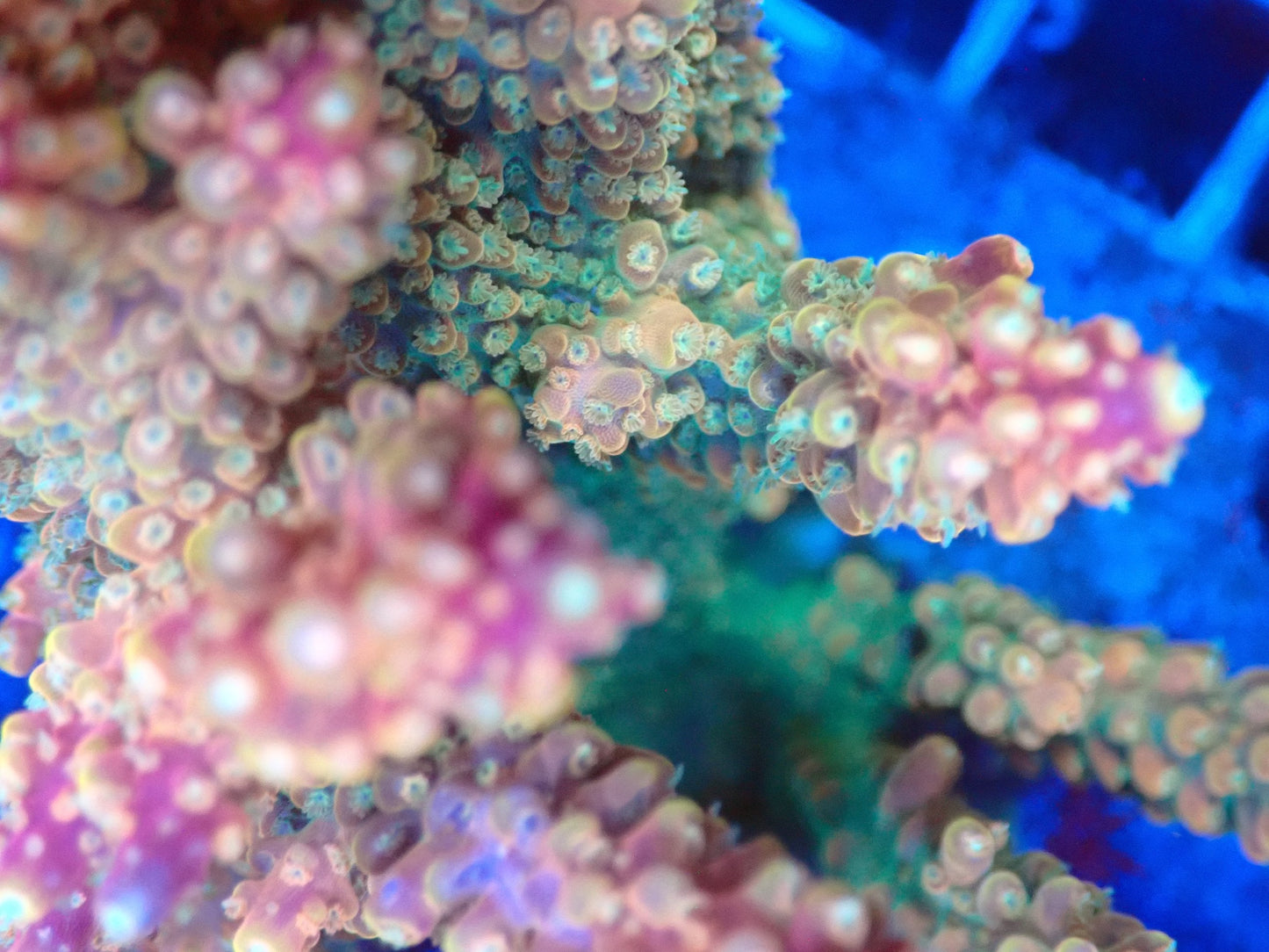 (WYSIWYG) Acro Colony T3G4 macro