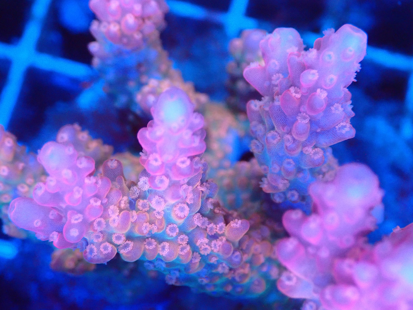 (WYSIWYG) Acro Colony T3H2 macro