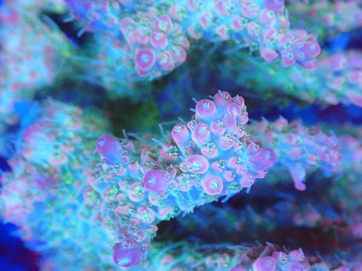 (WYSIWYG) Acro Colony T3H6 macro