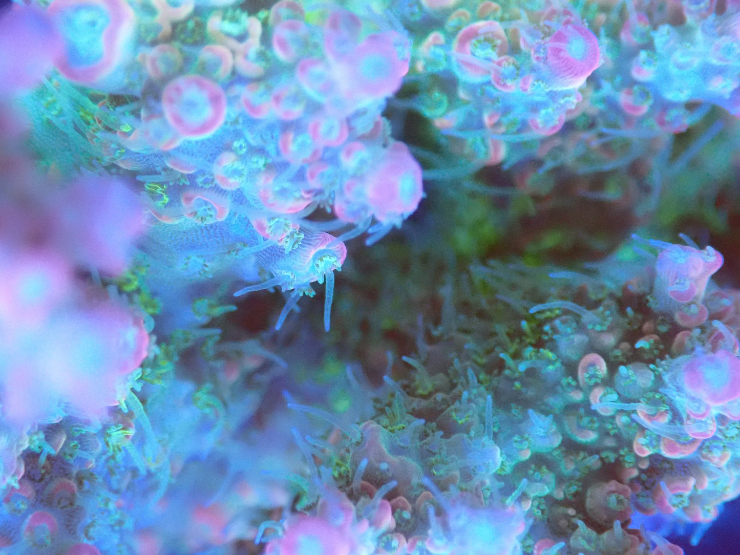 (WYSIWYG) Acro Colony T3J2 macro