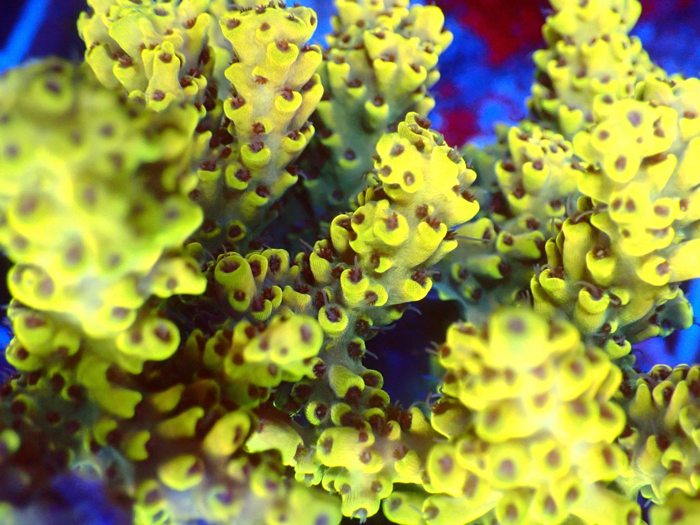 (WYSIWYG) Acro Colony T3J5 macro
