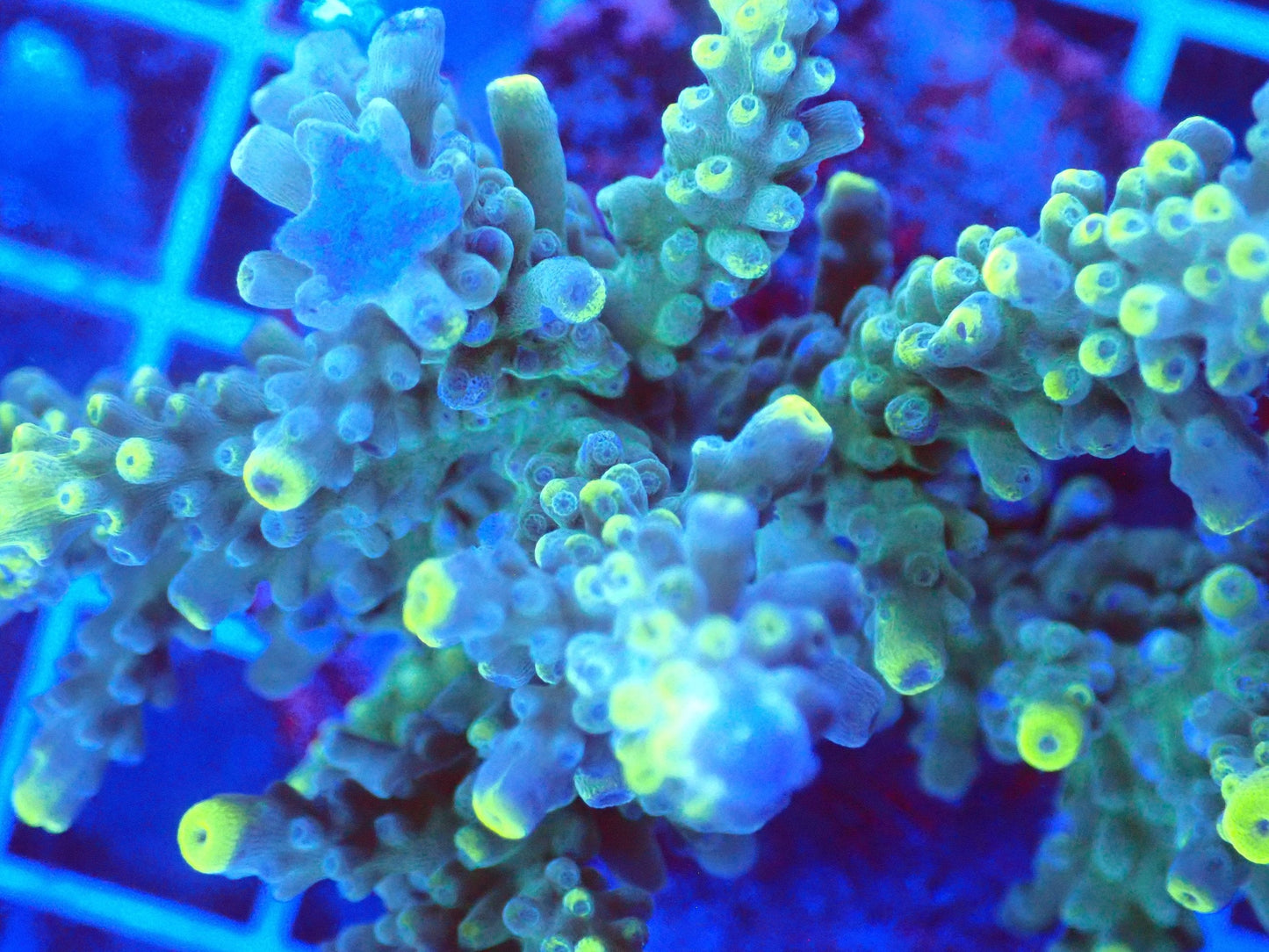 (WYSIWYG) Acro Colony T3L1 macro