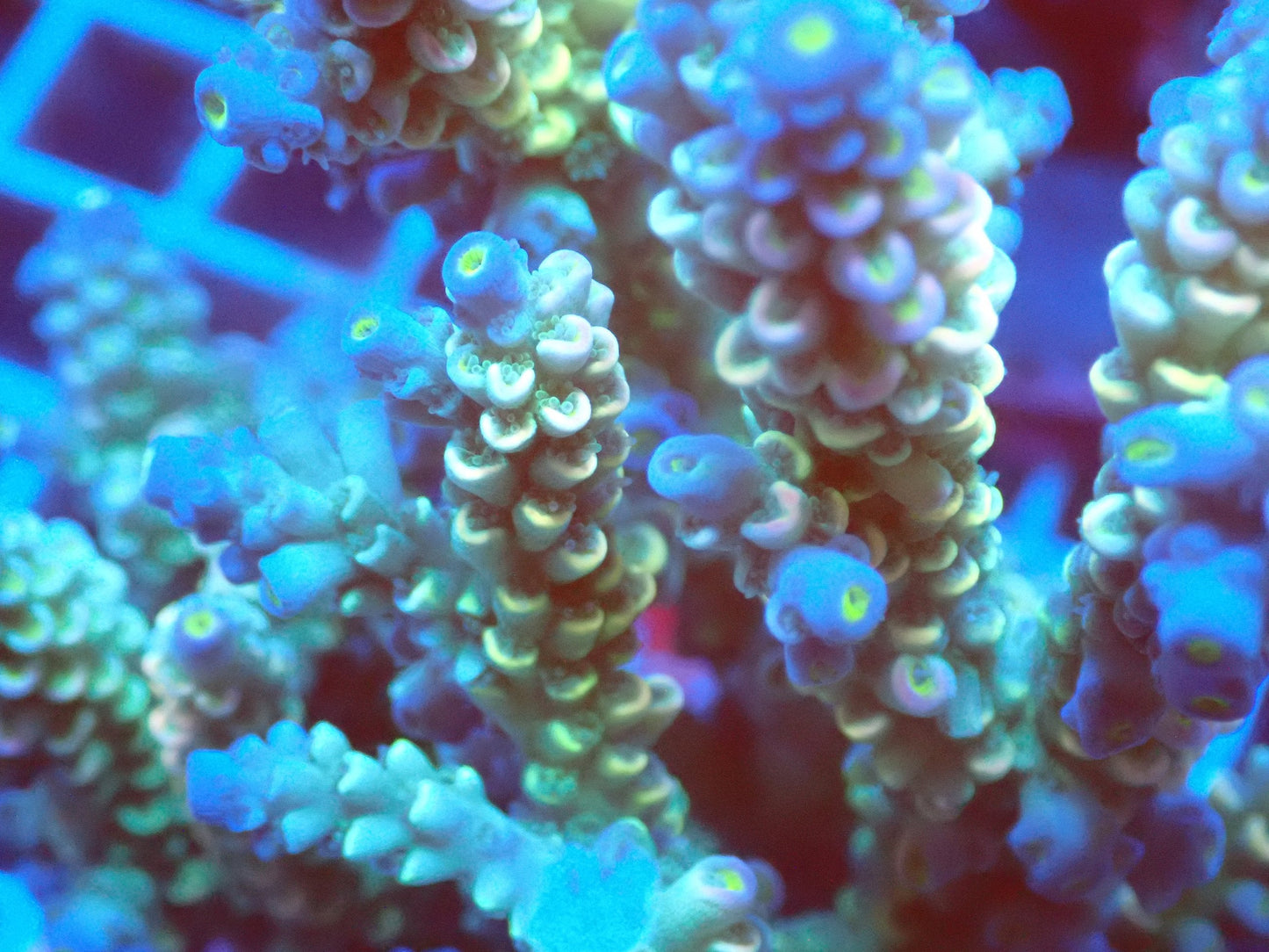 (WYSIWYG) Acro Colony T3L4 macro