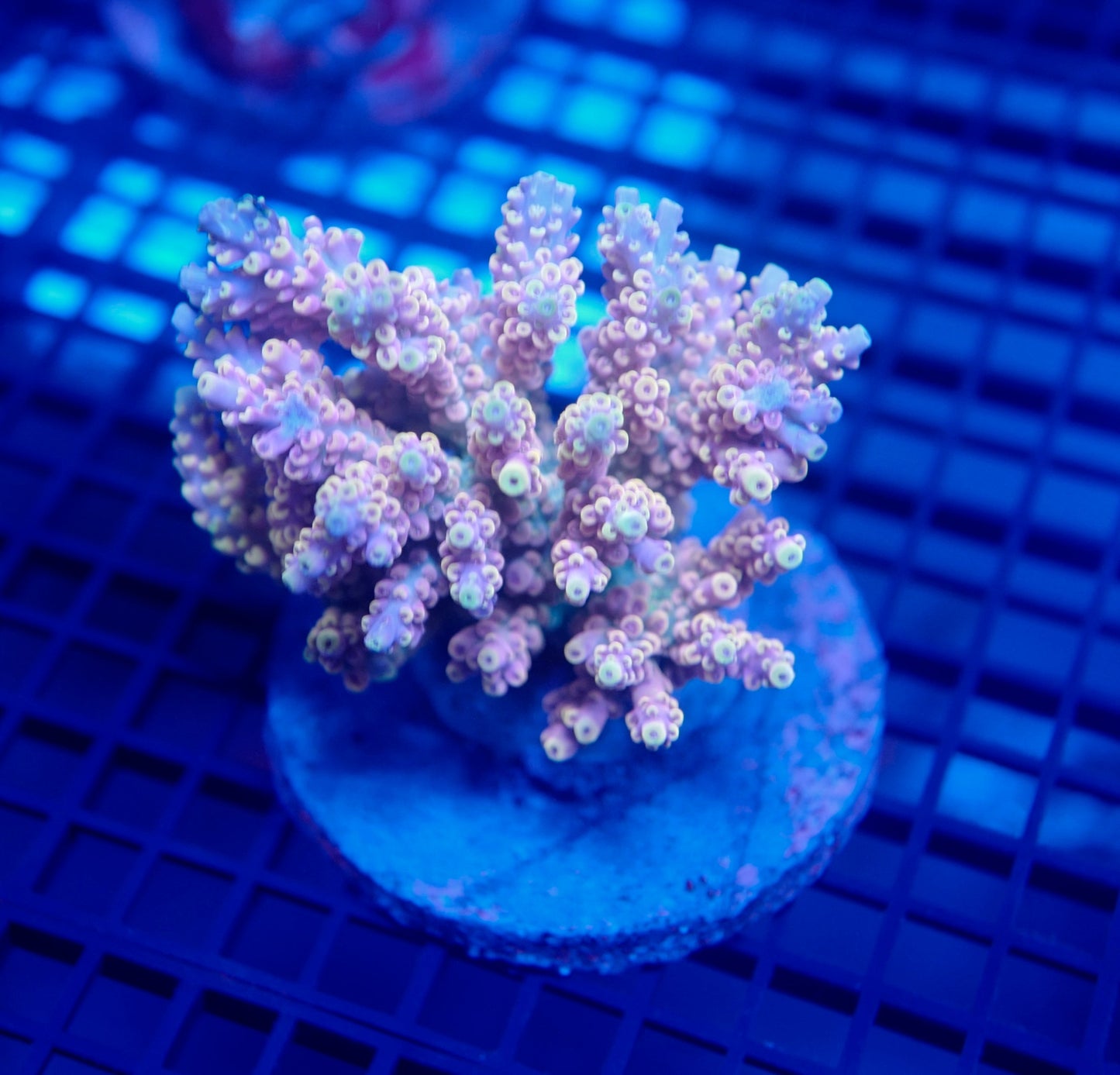 Auc26 (WYSIWYG) Acropora Colony