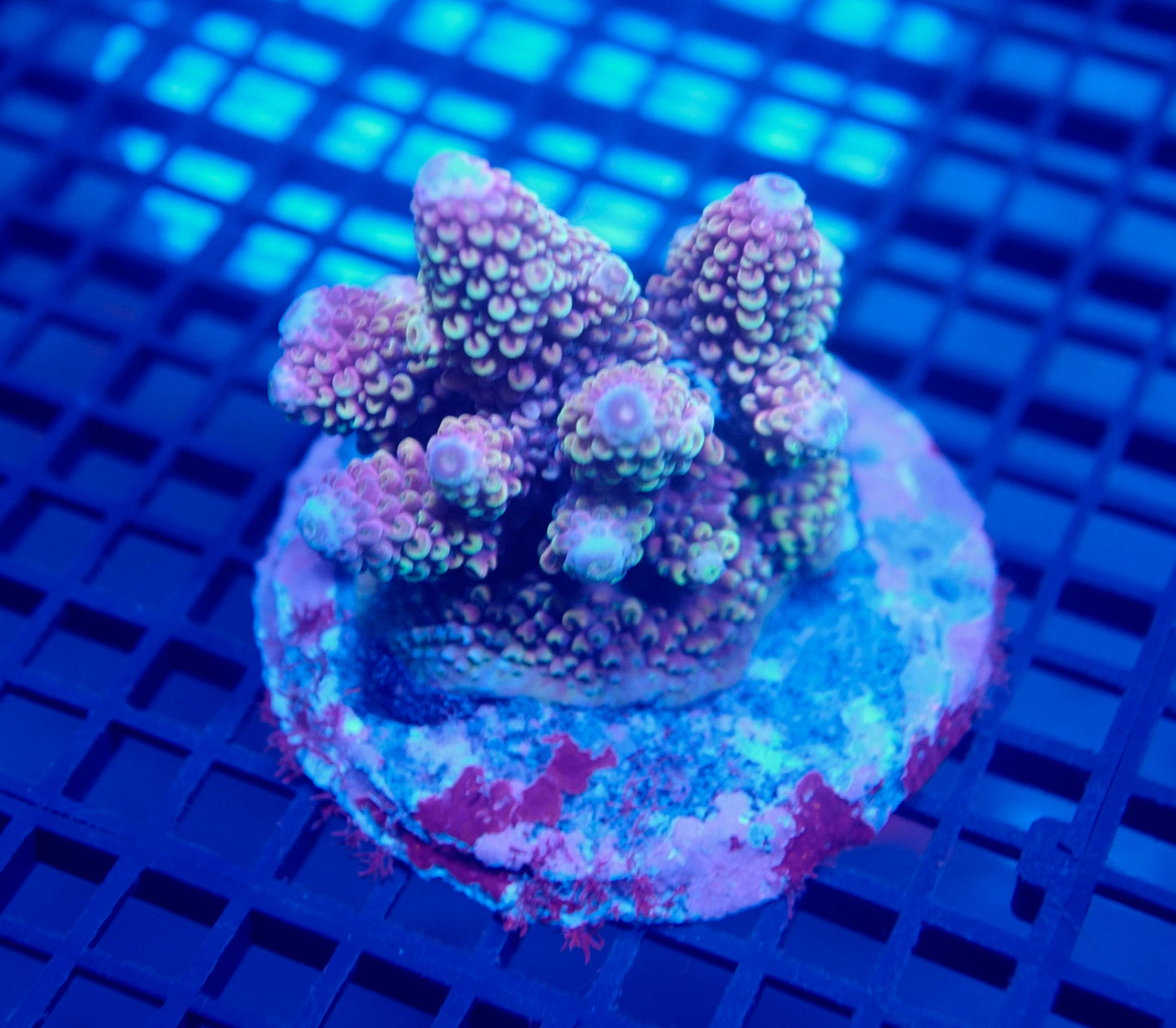 Auc27 (WYSIWYG) Acropora Colony