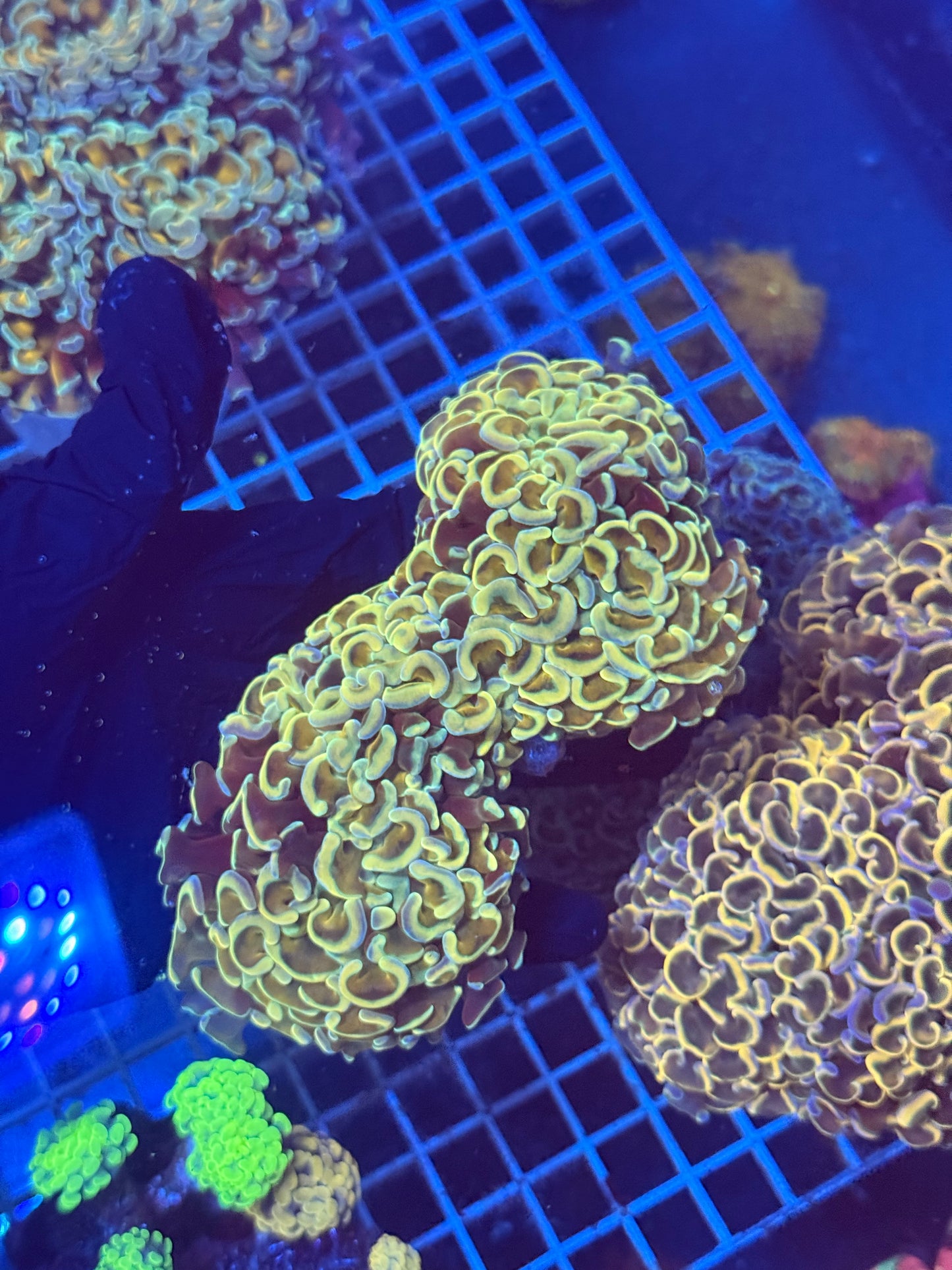 (WYSIWYG) Holo-Like Wall Hammer B1