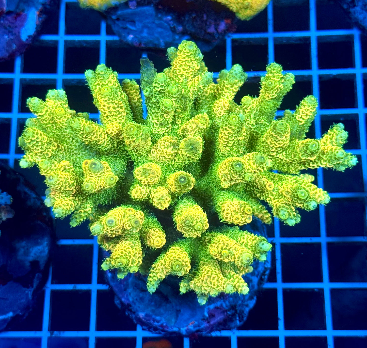 (WYSIWYG) Acropora Colony T2B3