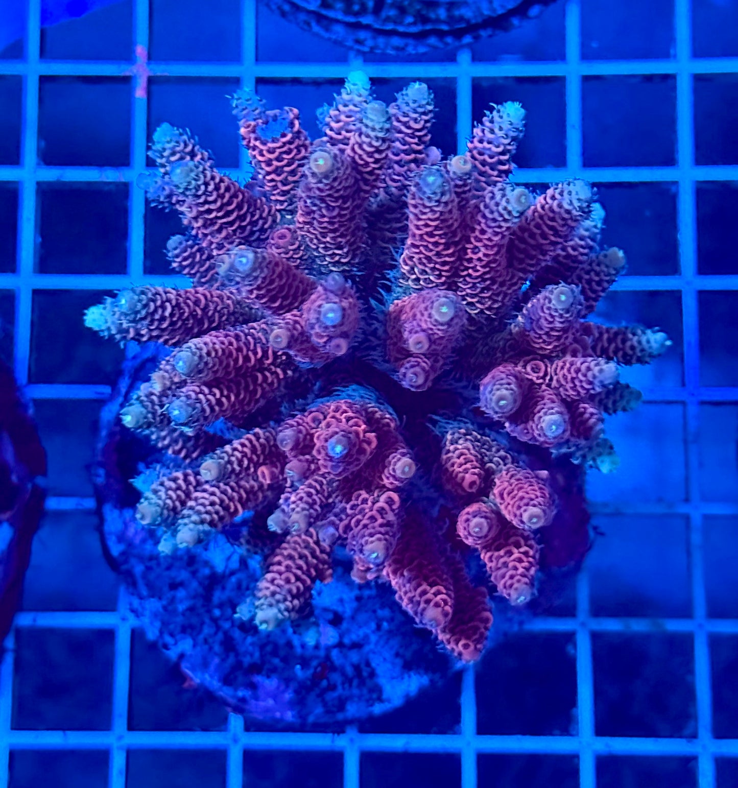 (WYSIWYG) Acropora Colony T2D8