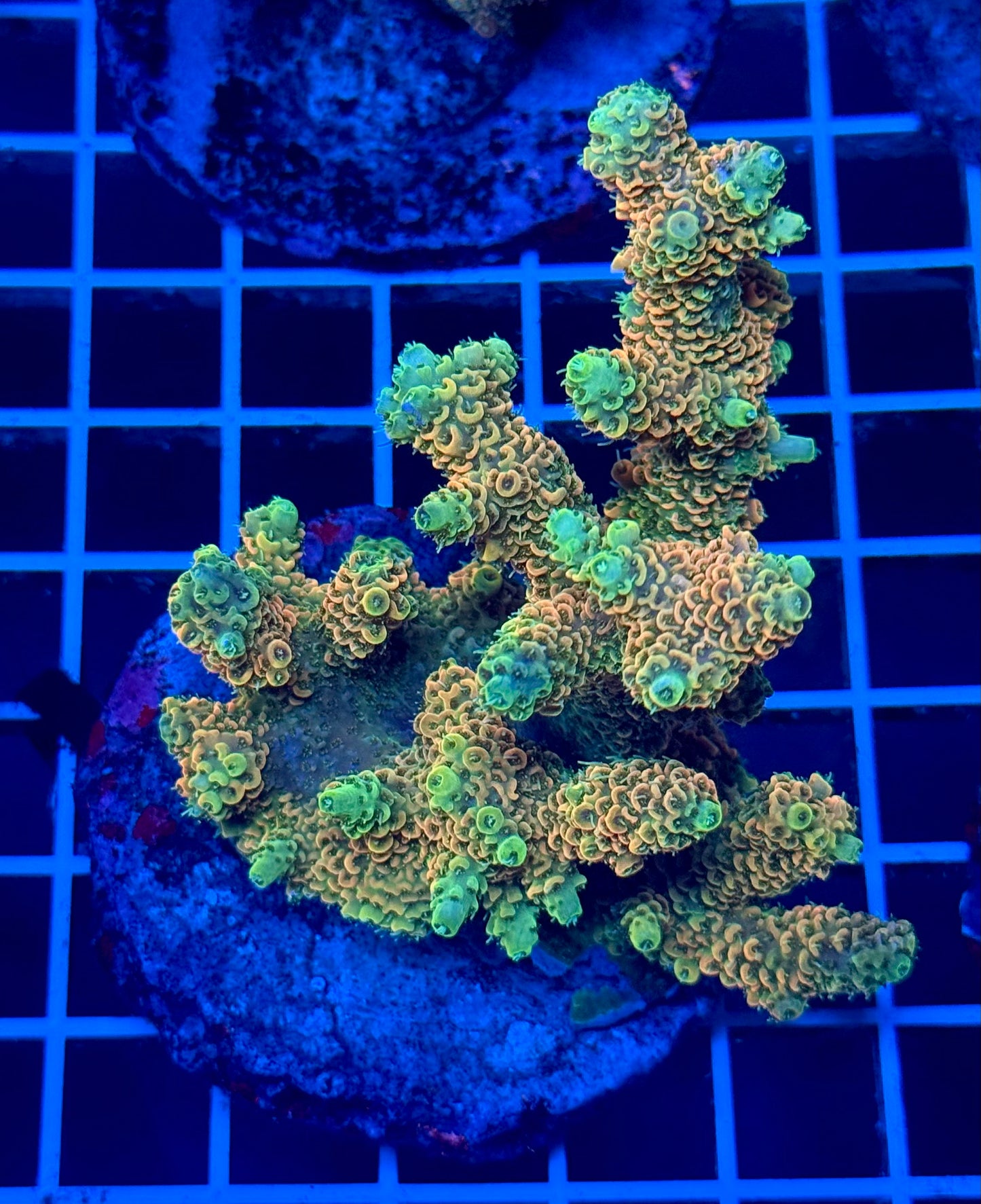 (WYSIWYG) Acropora Colony T2B8